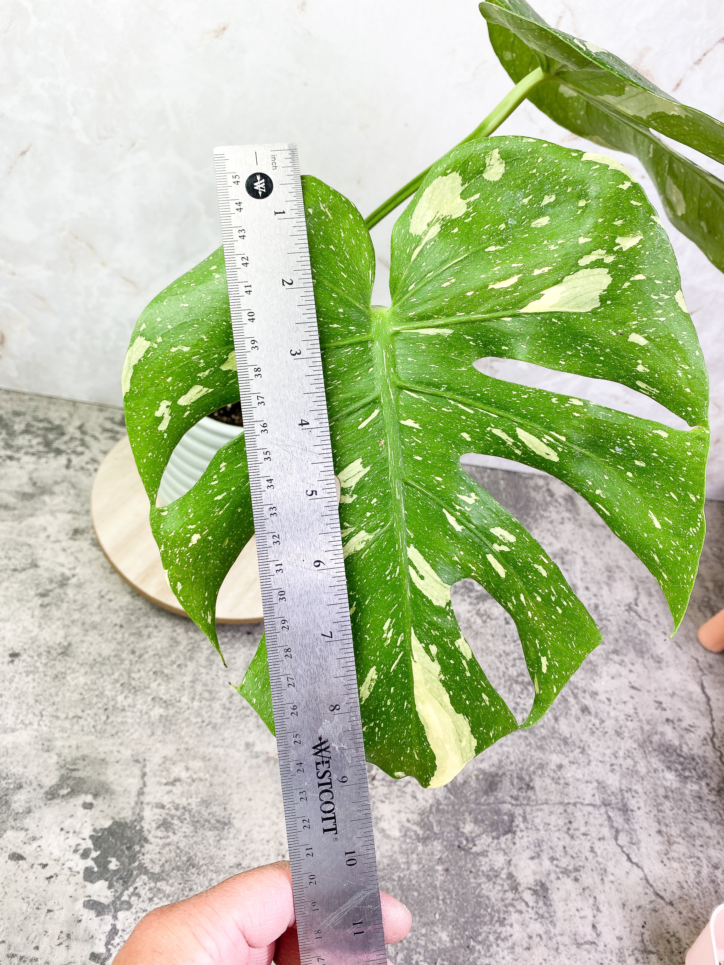 Monstera Thai Contellation 2 leaves Rooted