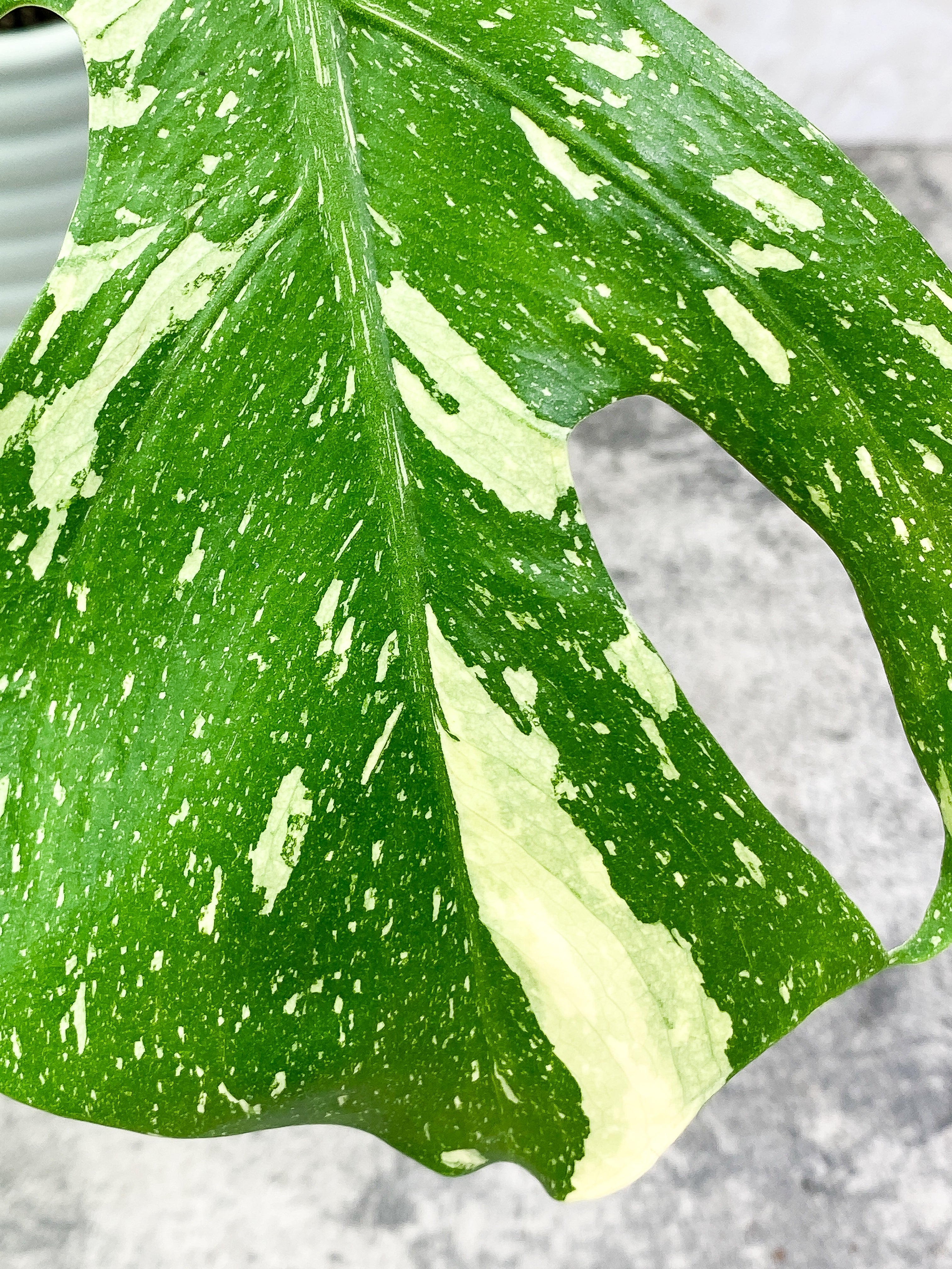 Monstera Thai Contellation 2 leaves Rooted