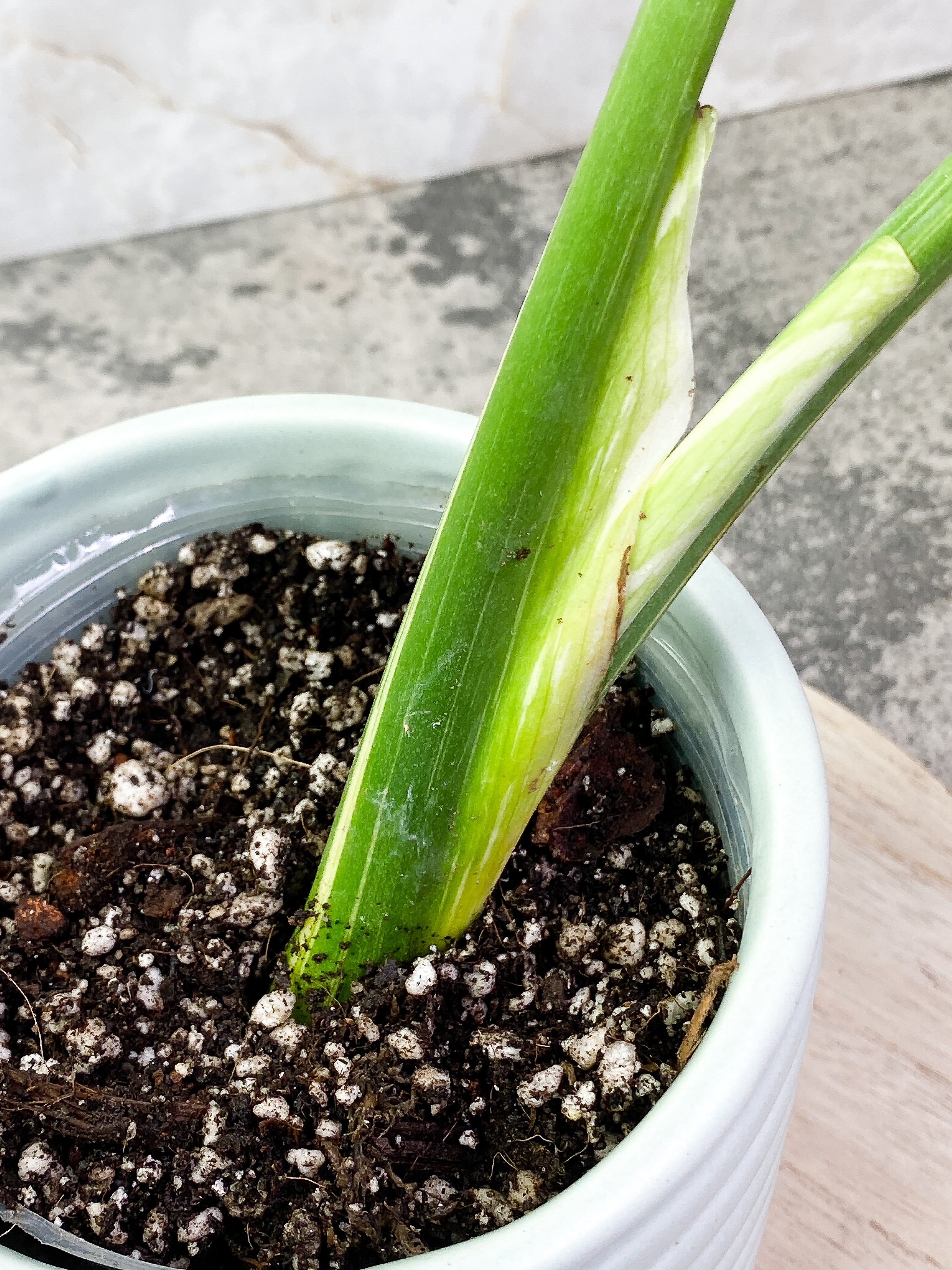 Monstera Thai Contellation 2 leaves Rooted