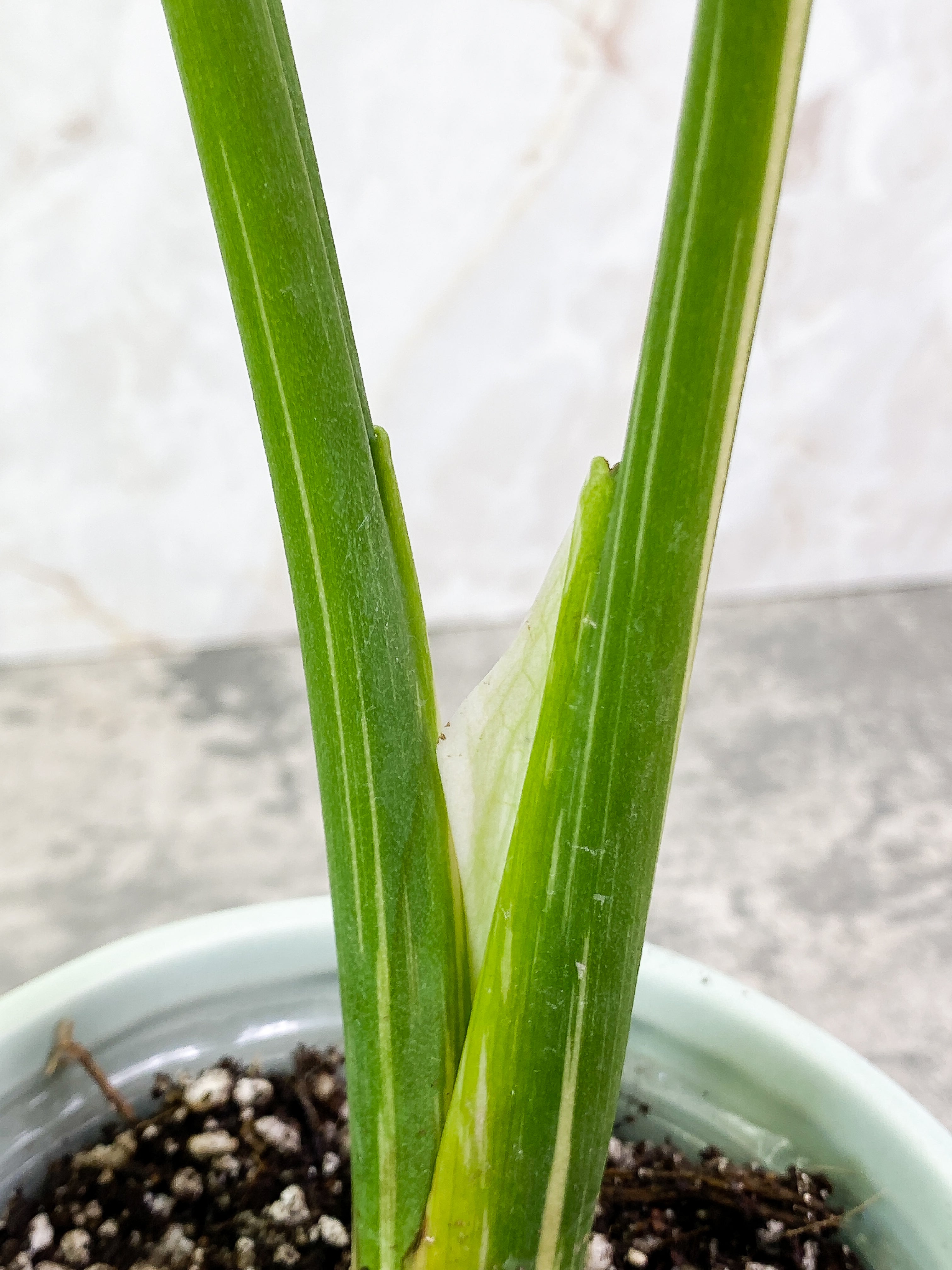 Monstera Thai Contellation 2 leaves Rooted