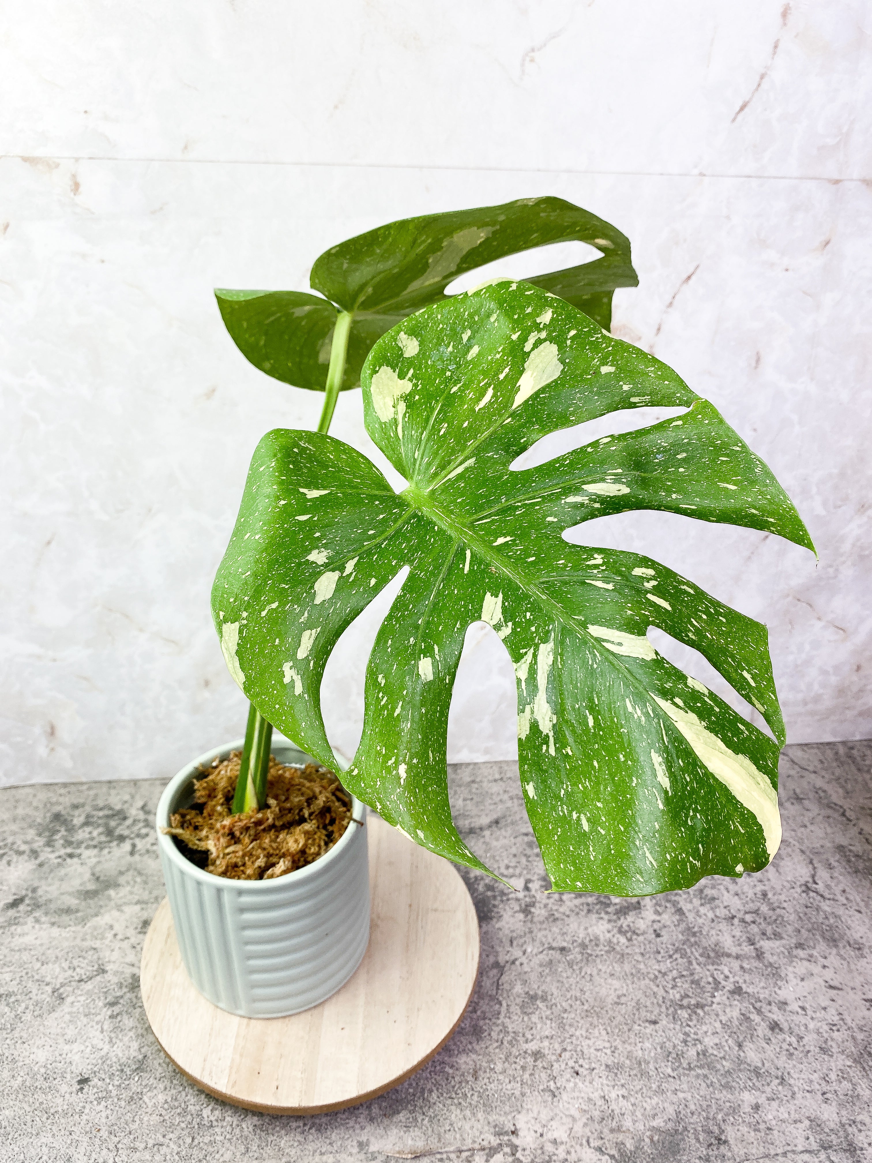 Monstera Thai Contellation 2 leaves Rooted