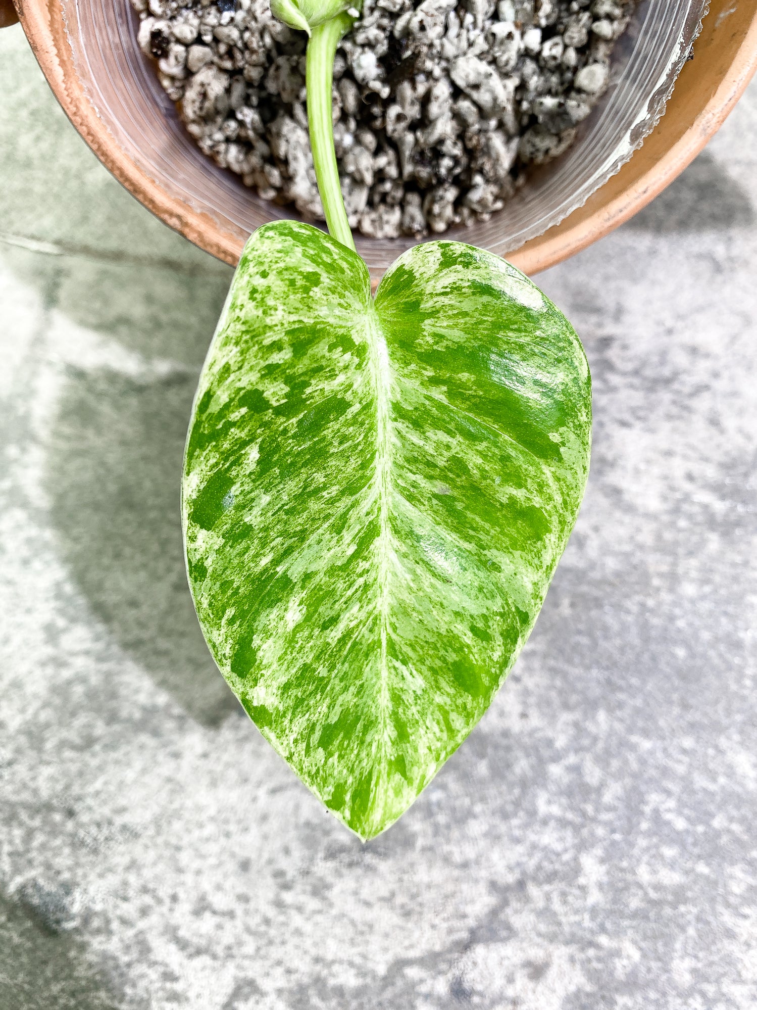Philodendron giganteum Marble blizzard 2 leaves 1 unfurling rooting