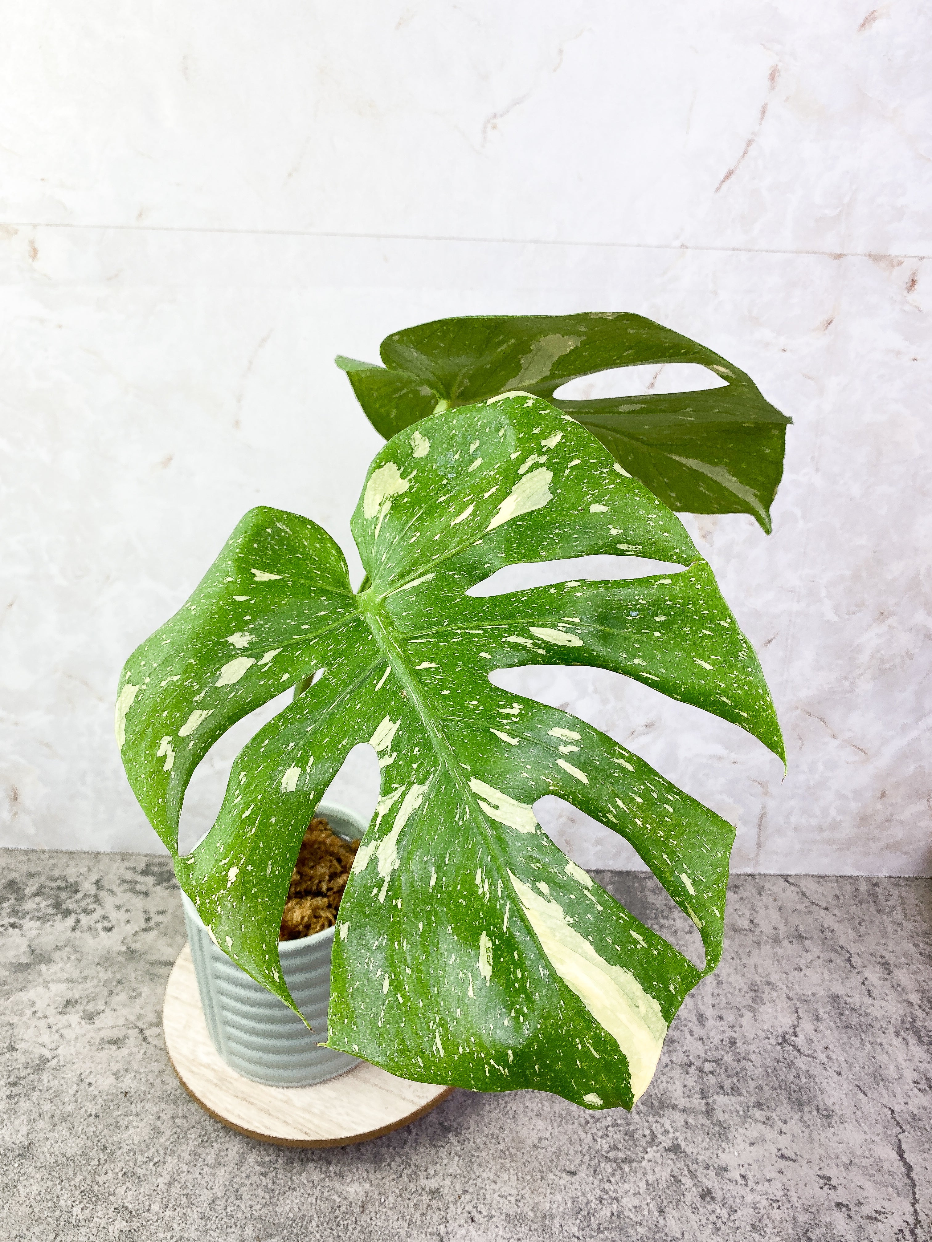 Monstera Thai Contellation 2 leaves Rooted