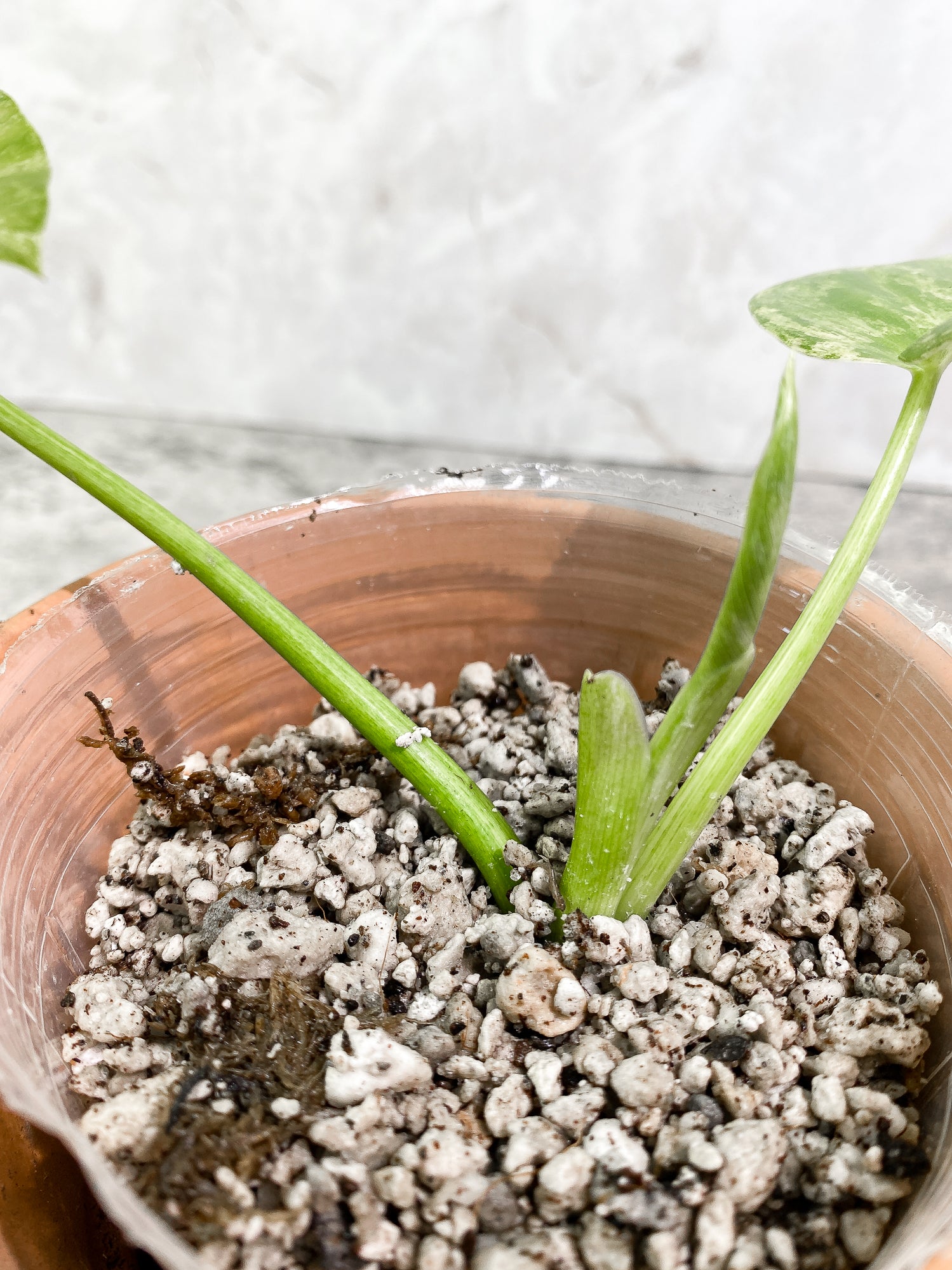 Philodendron giganteum Marble blizzard 2 leaves 1 unfurling rooting