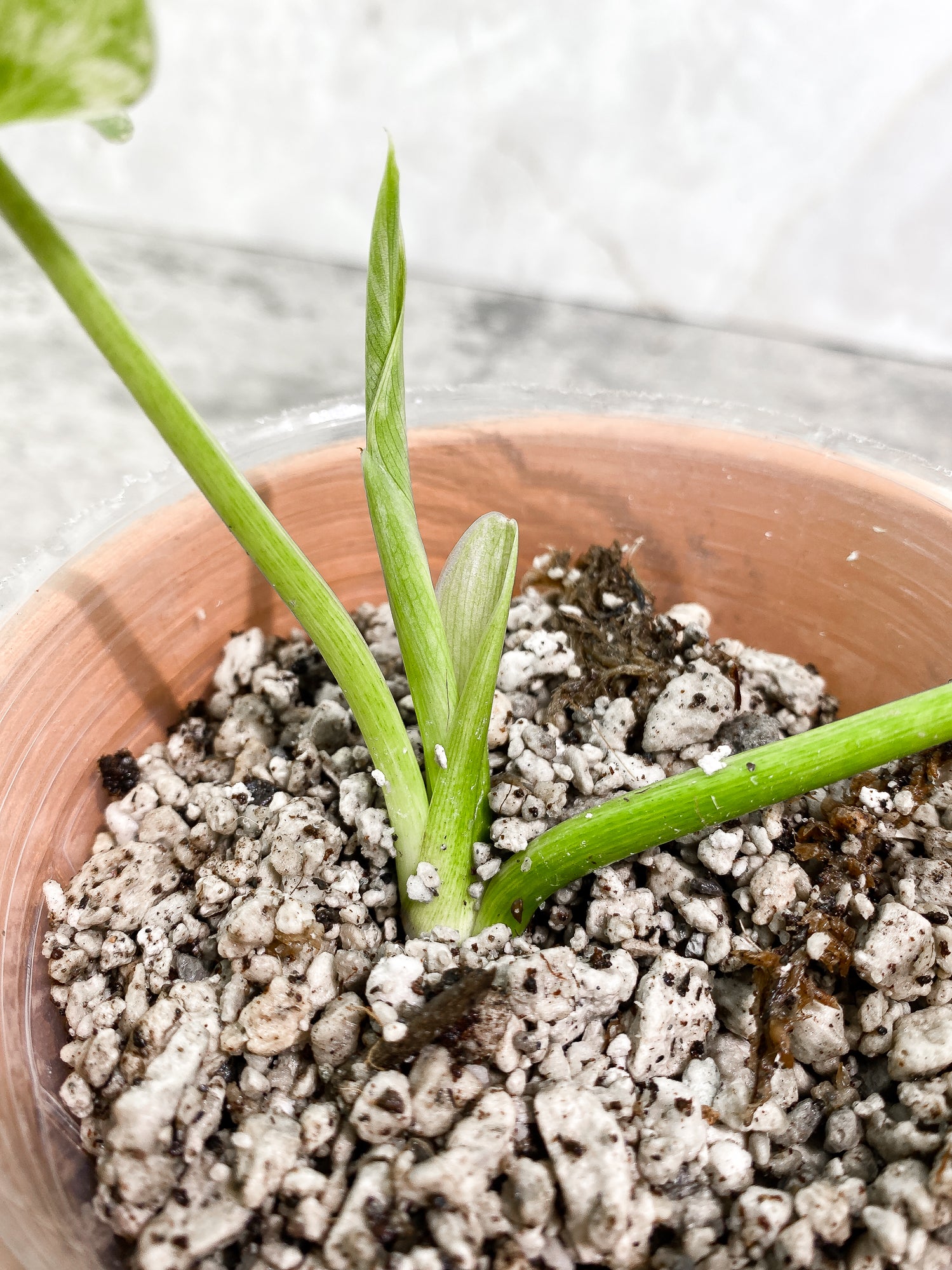 Philodendron giganteum Marble blizzard 2 leaves 1 unfurling rooting