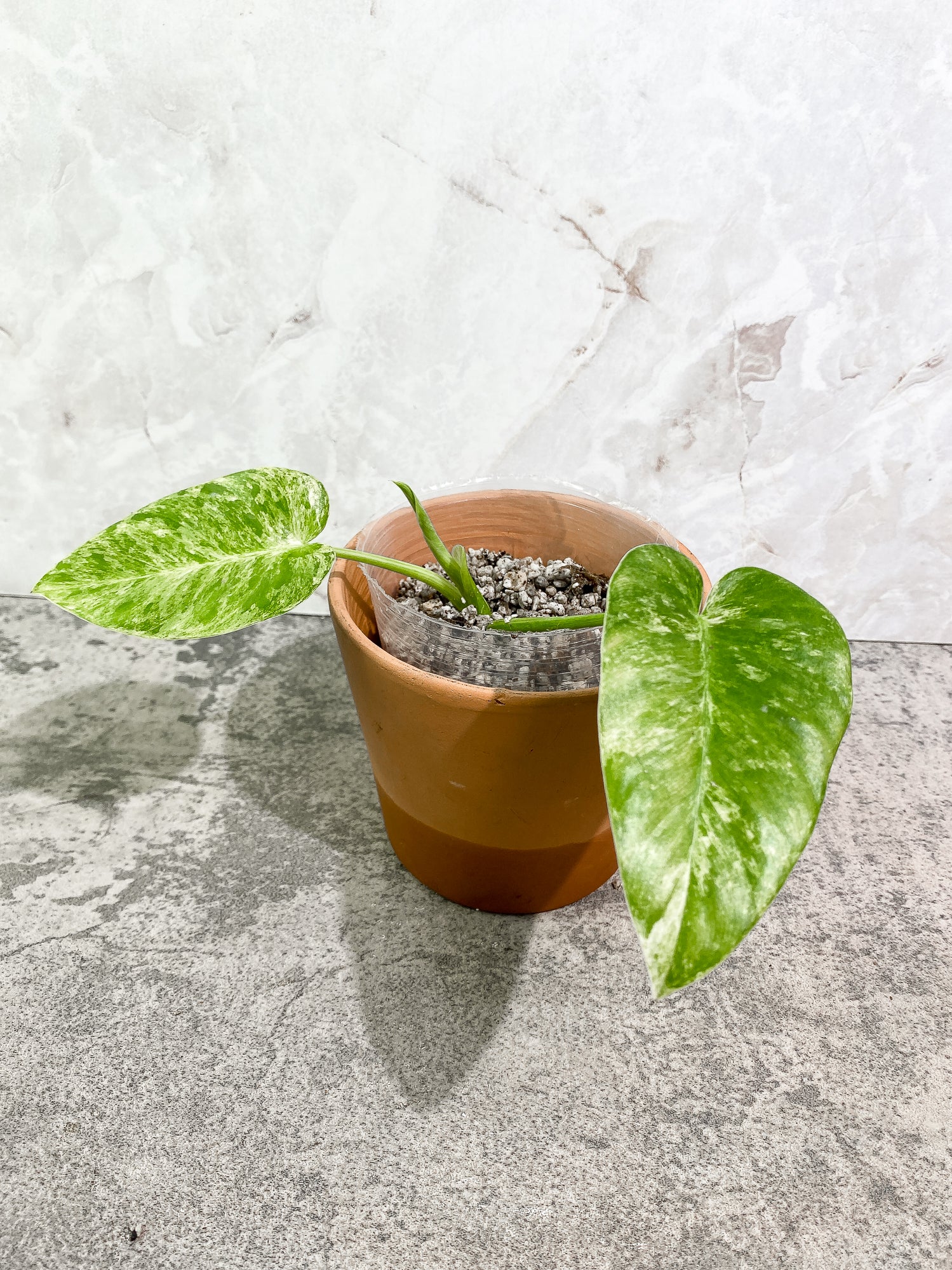 Philodendron giganteum Marble blizzard 2 leaves 1 unfurling rooting