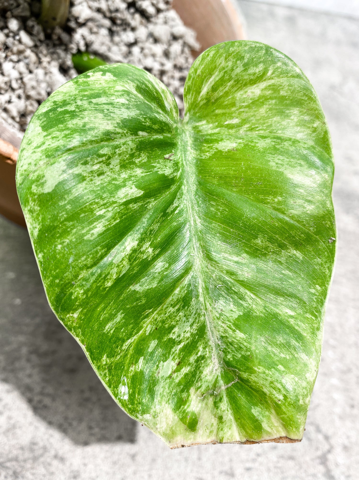 Philodendron giganteum Marble blizzard 2 leaves 1 sprout fully rooted