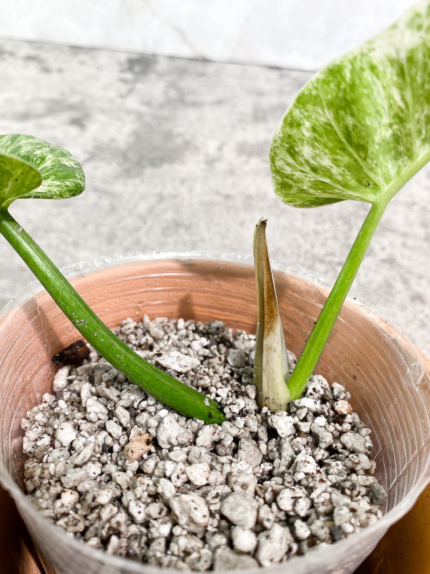 Philodendron giganteum Marble blizzard 2 leaves 1 sprout fully rooted