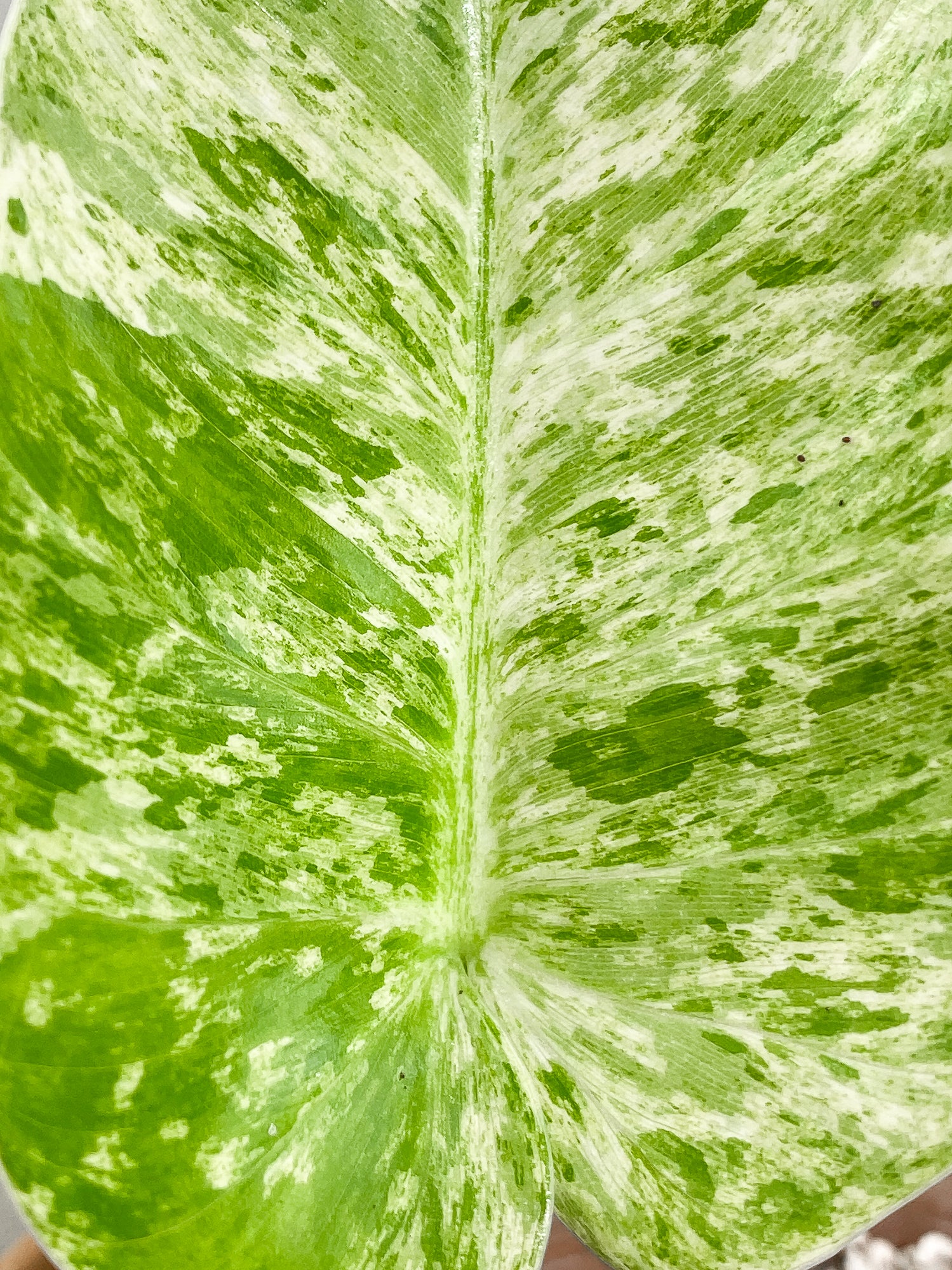 Philodendron giganteum Marble blizzard 2 leaves 1 sprout fully rooted