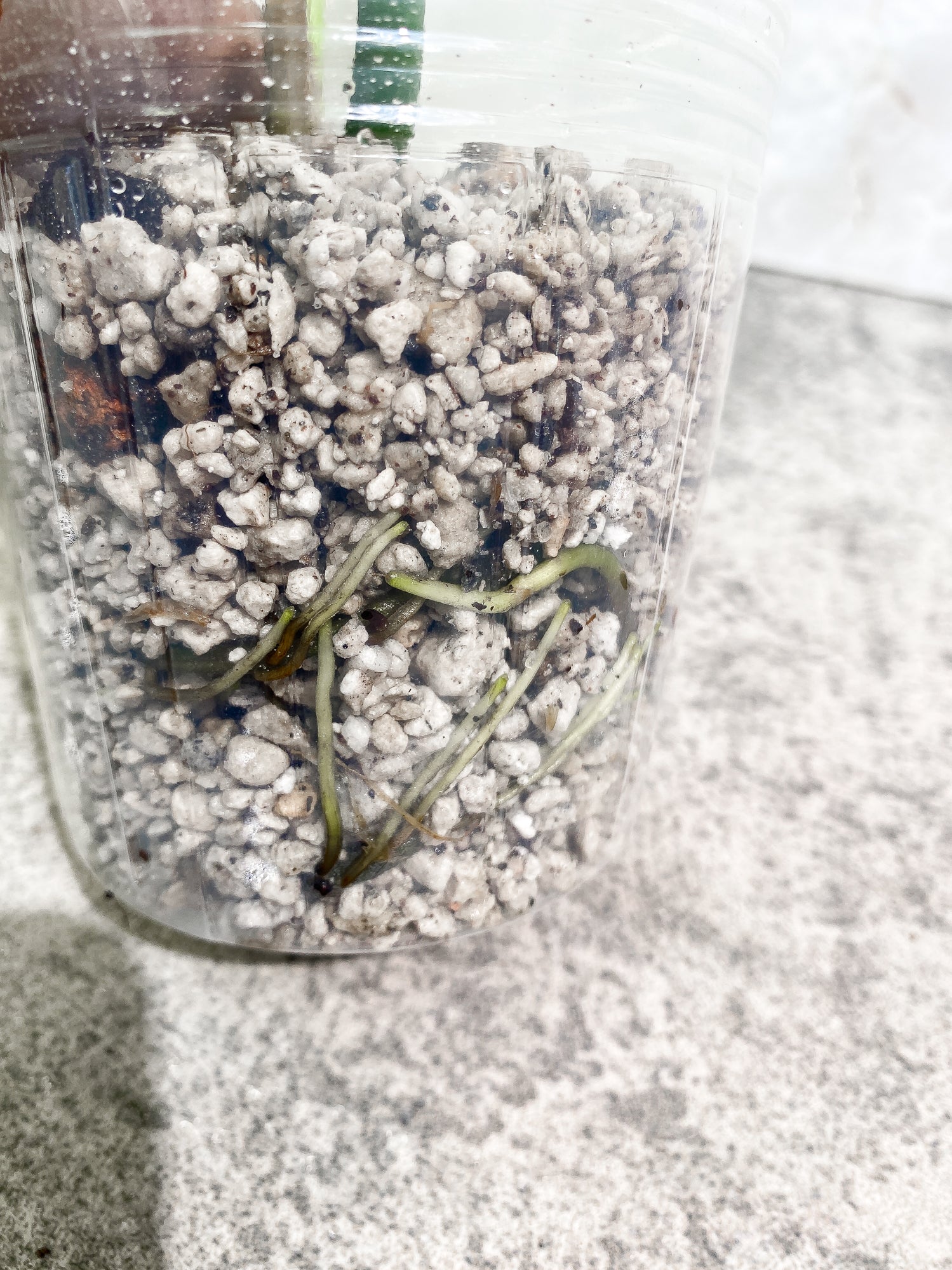 Philodendron giganteum Marble blizzard 2 leaves 1 sprout fully rooted