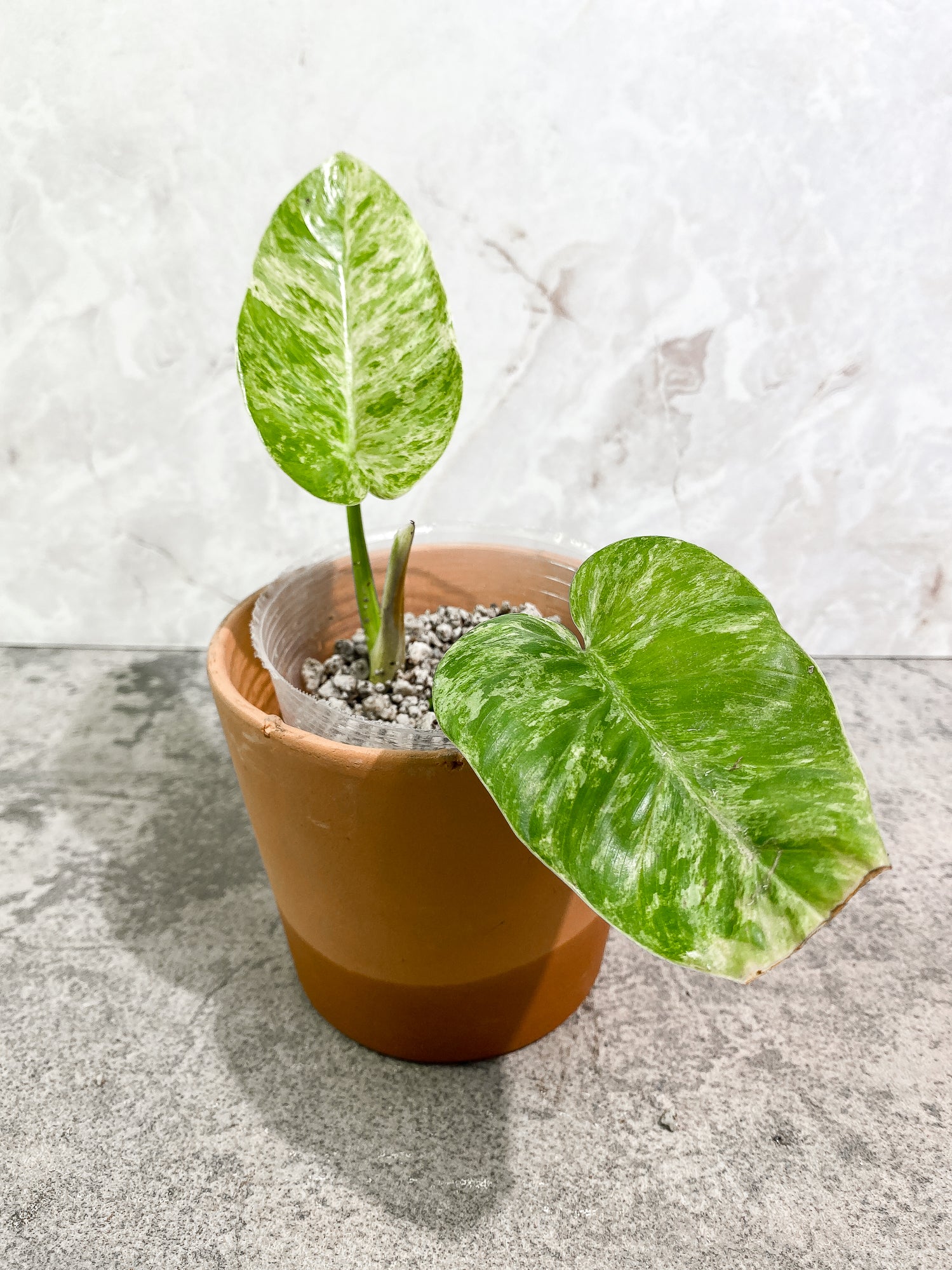 Philodendron giganteum Marble blizzard 2 leaves 1 sprout fully rooted