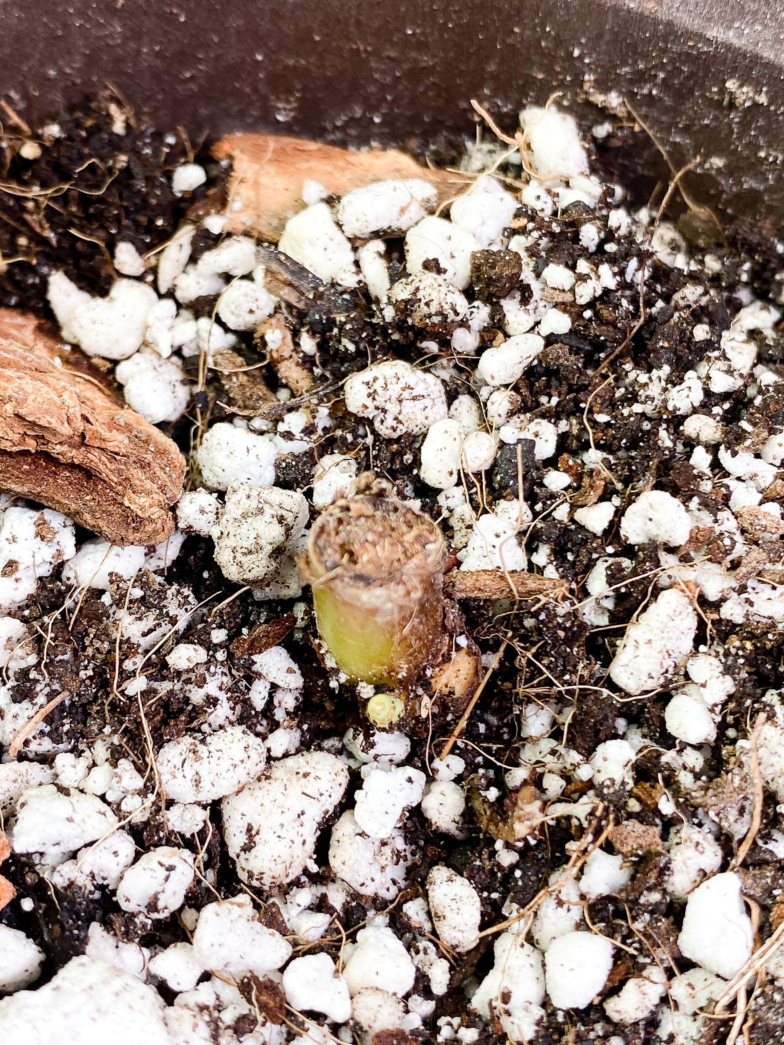 Philodendron verrucosum cobra Rooting node