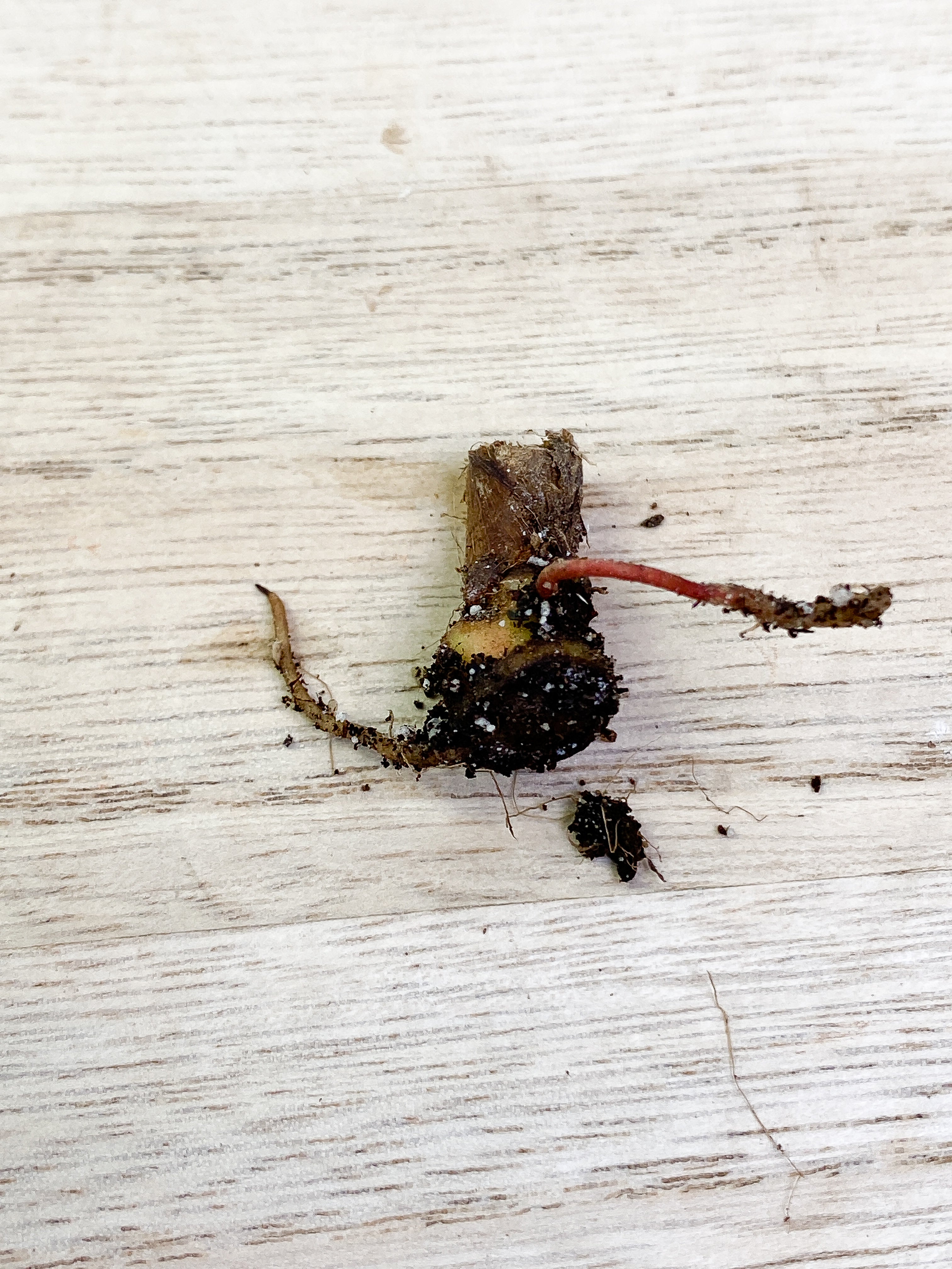 Philodendron verrucosum cobra Rooting node
