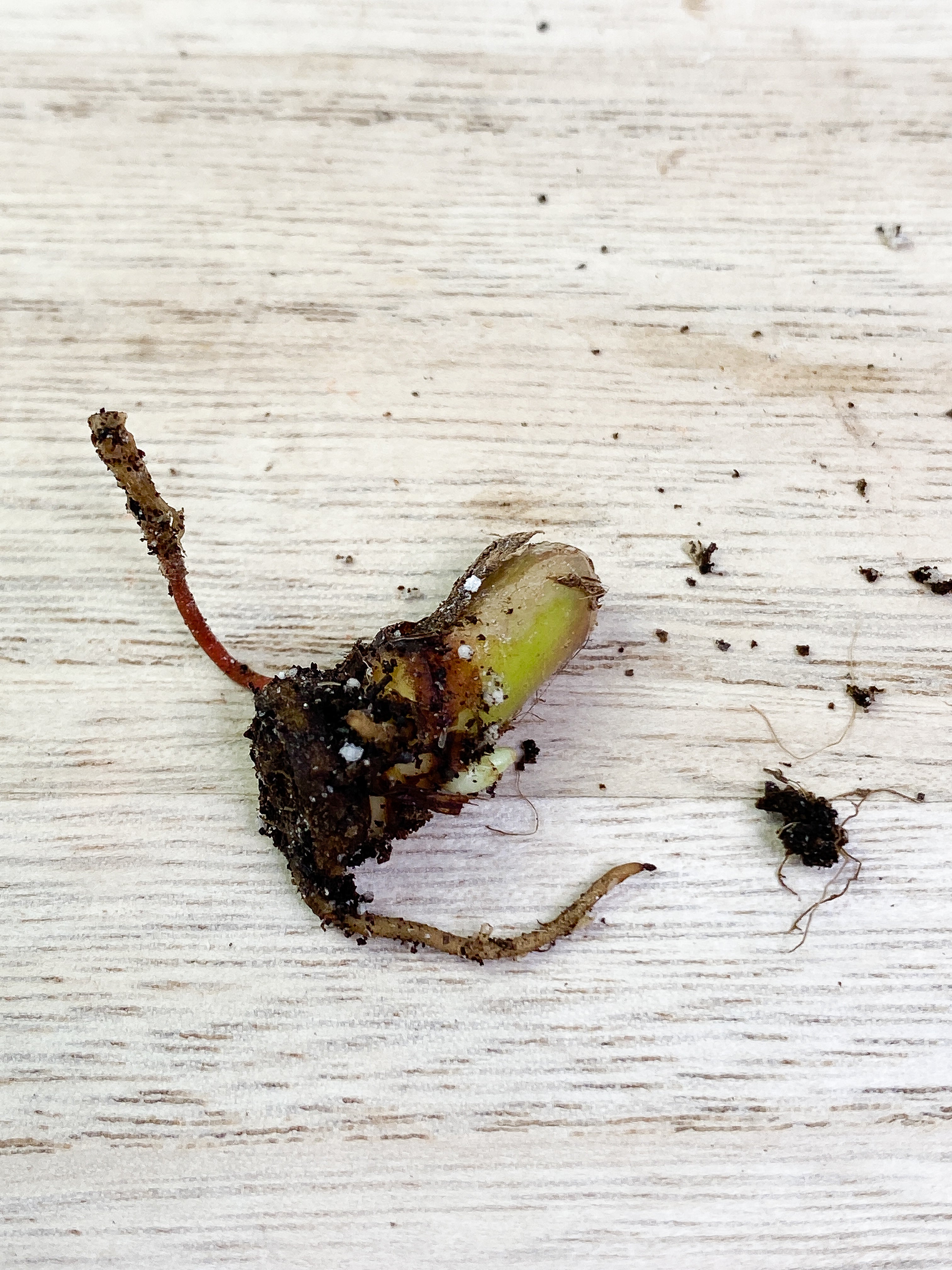 Philodendron verrucosum cobra Rooting node
