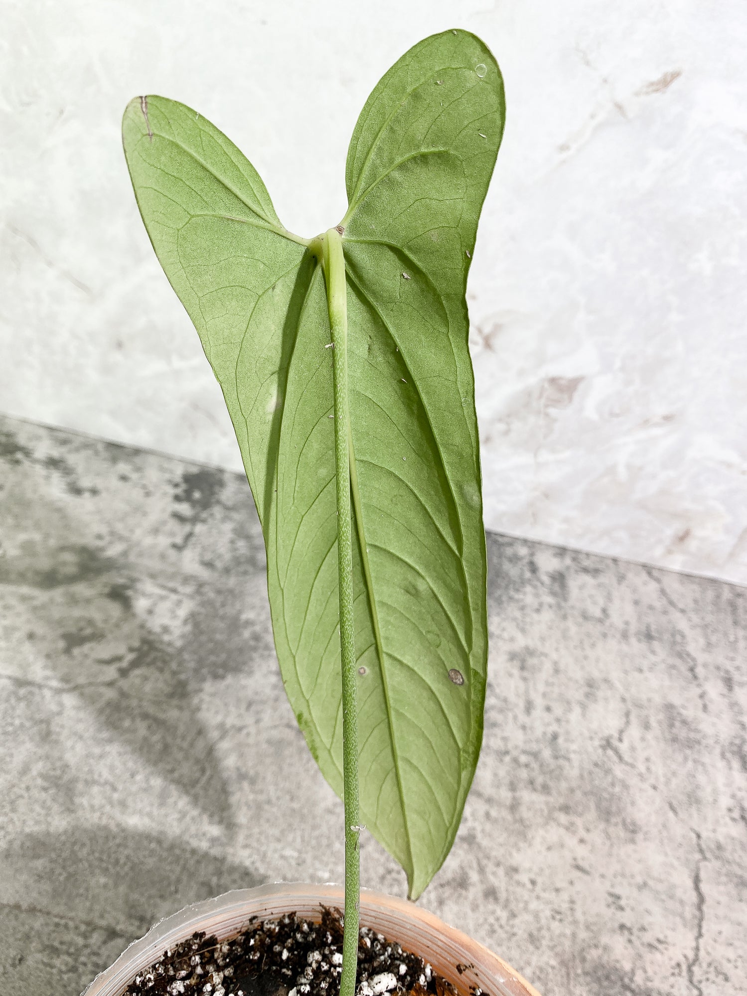 Anthurium Argyrostachyum Velvety Plant in a 4