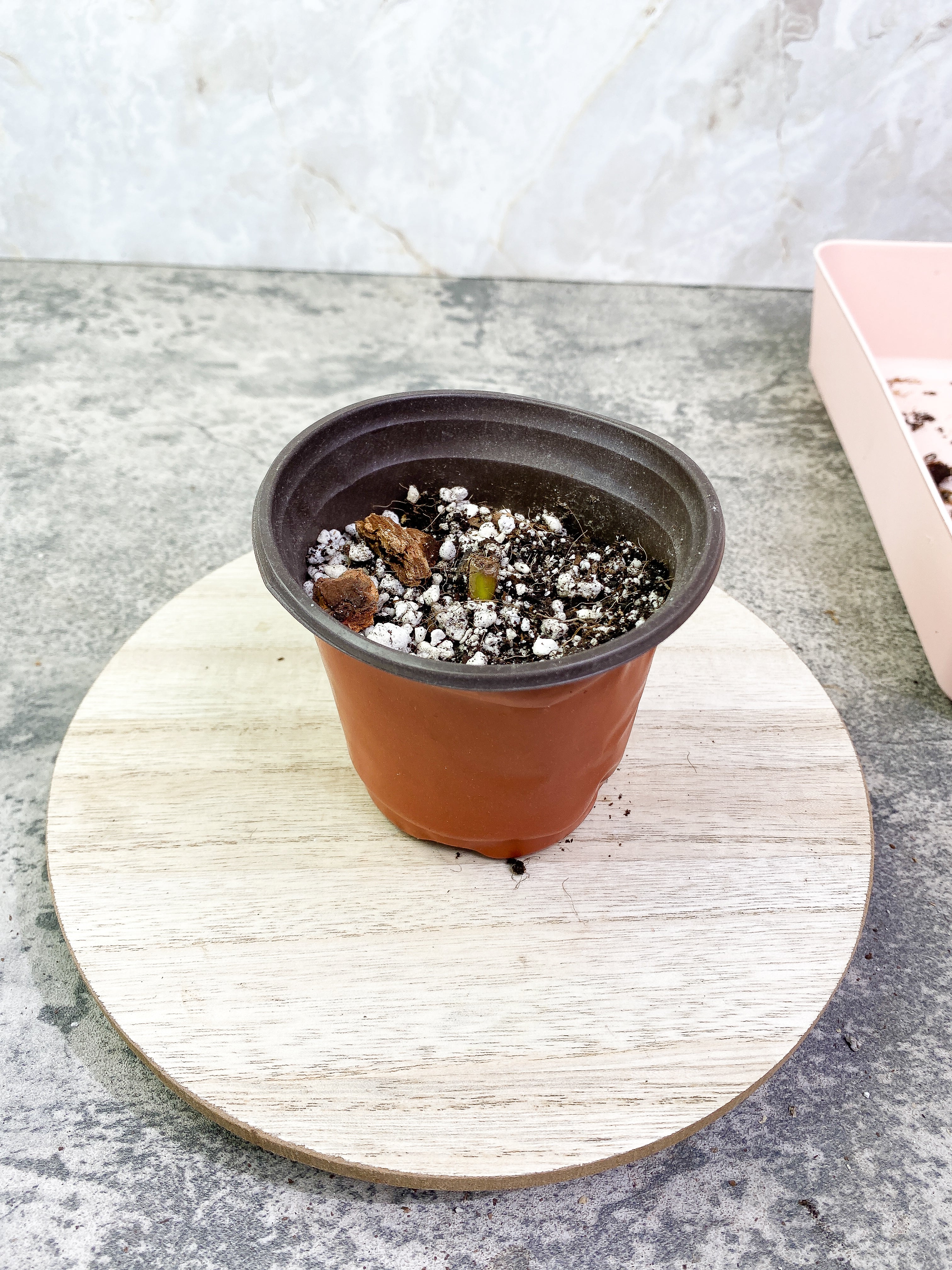 Philodendron verrucosum cobra Rooting node
