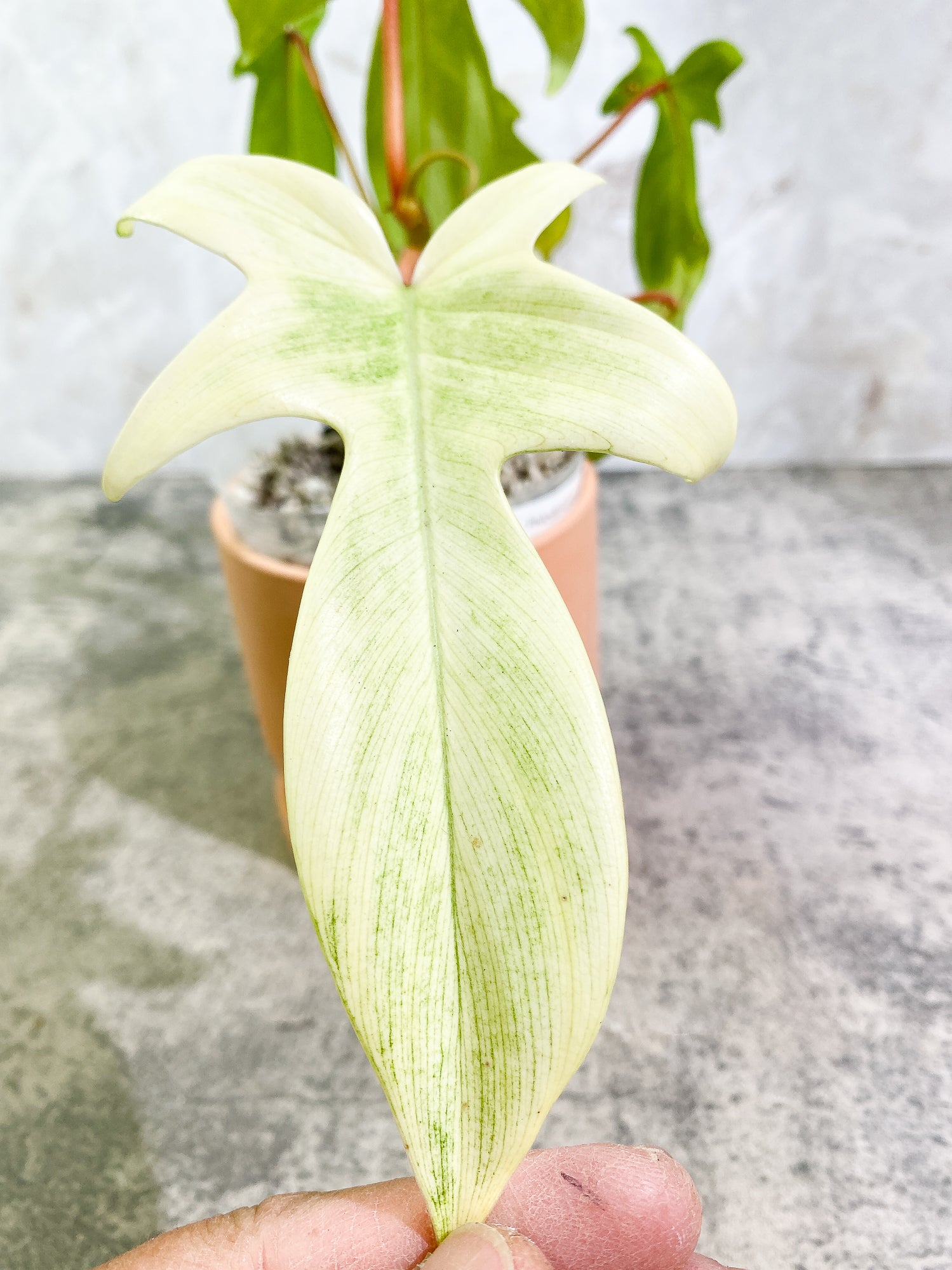 Philodendron Florida Ghost Mint Rooted 6 leaves