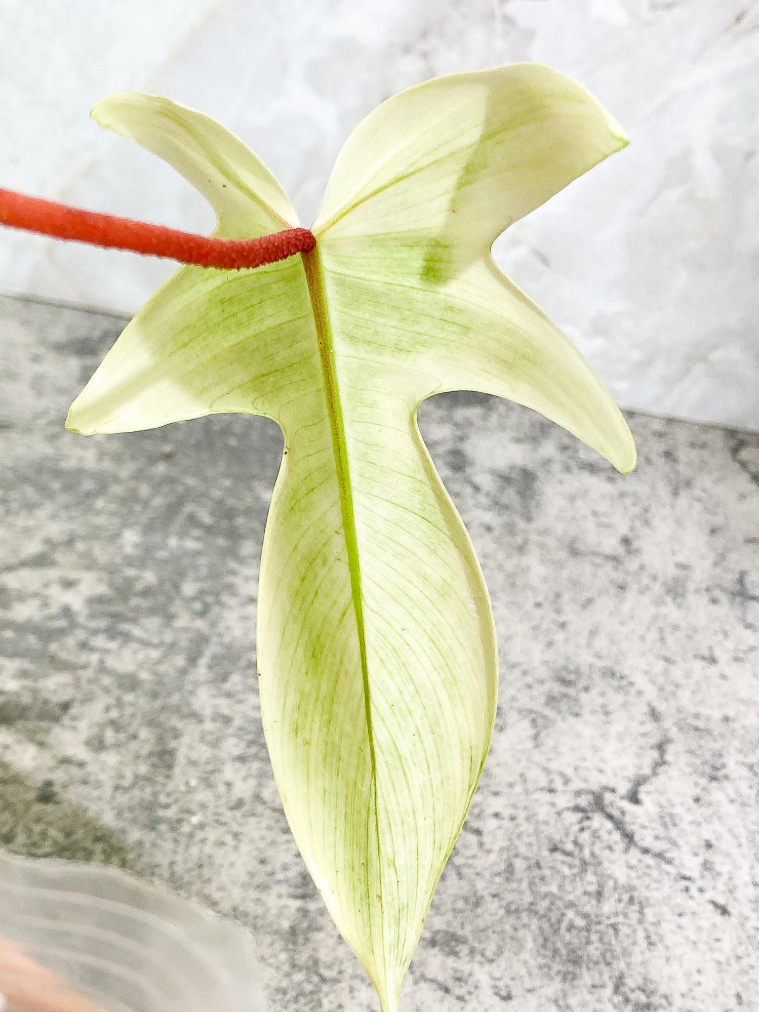 Philodendron Florida Ghost Mint Rooted 6 leaves