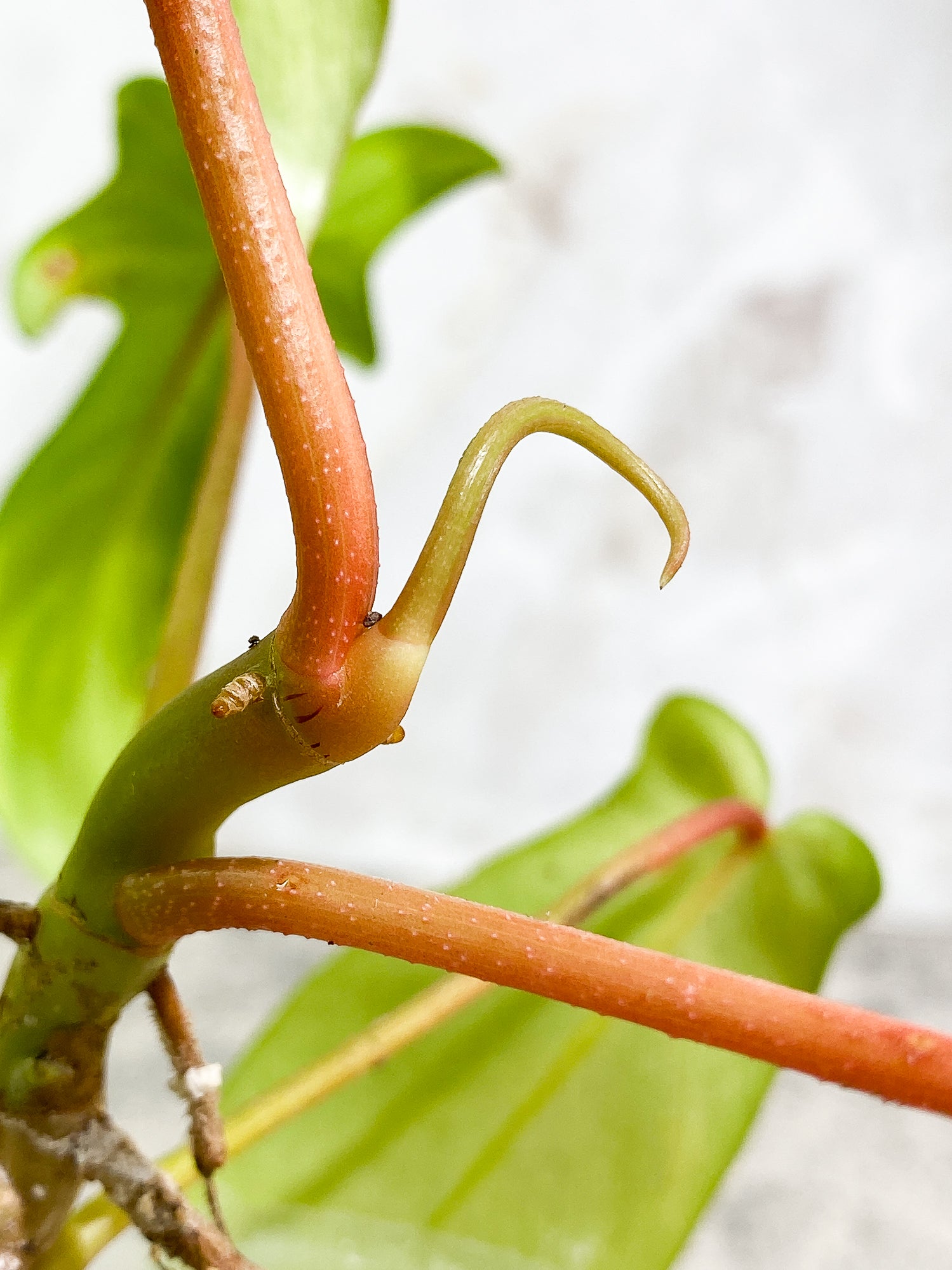 Philodendron Florida Ghost Mint Rooted 6 leaves