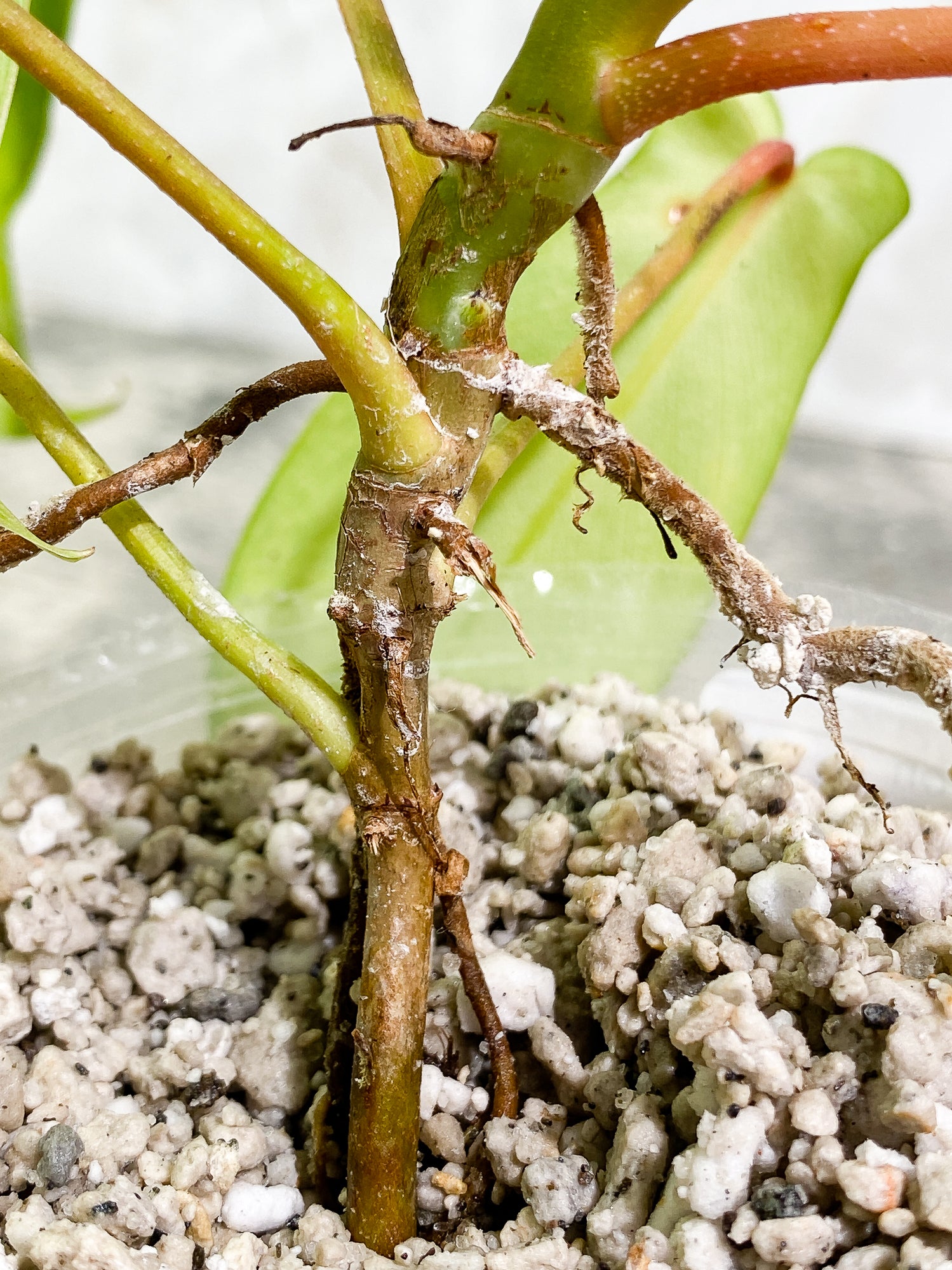 Philodendron Florida Ghost Mint Rooted 6 leaves