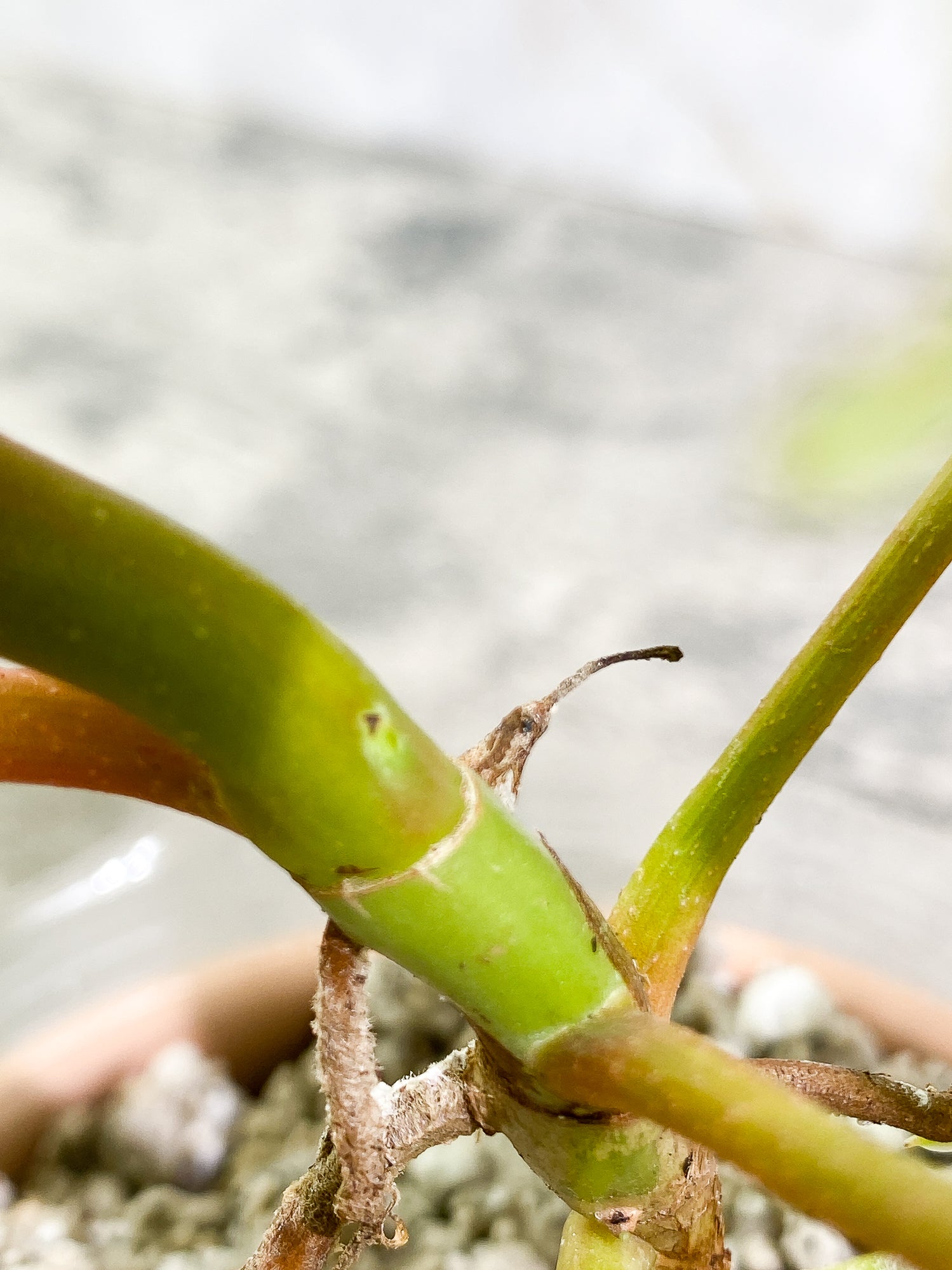 Philodendron Florida Ghost Mint Rooted 6 leaves
