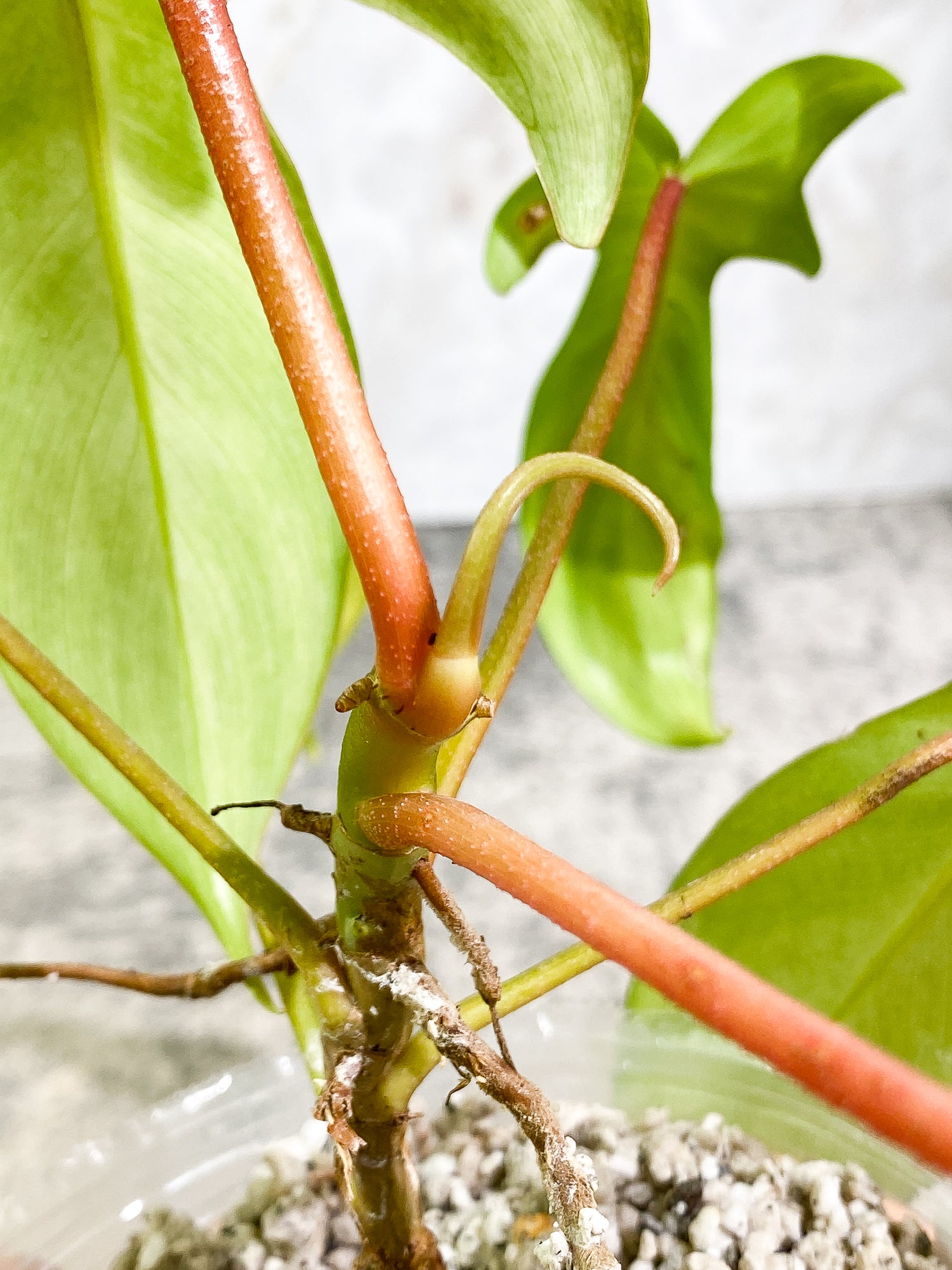 Philodendron Florida Ghost Mint Rooted 6 leaves
