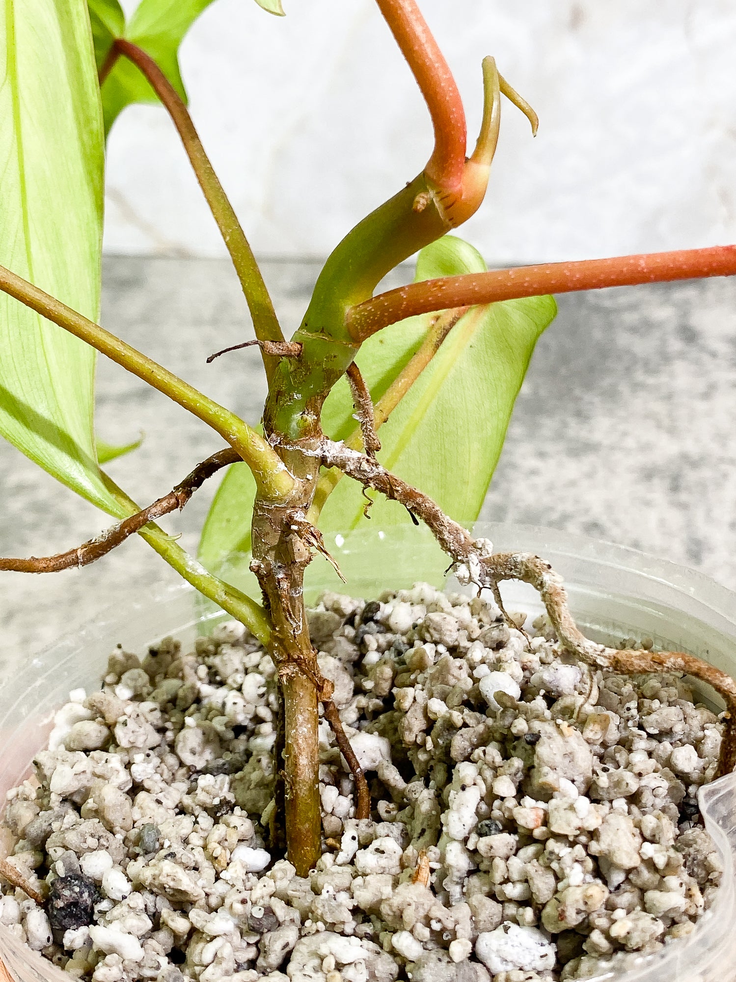 Philodendron Florida Ghost Mint Rooted 6 leaves