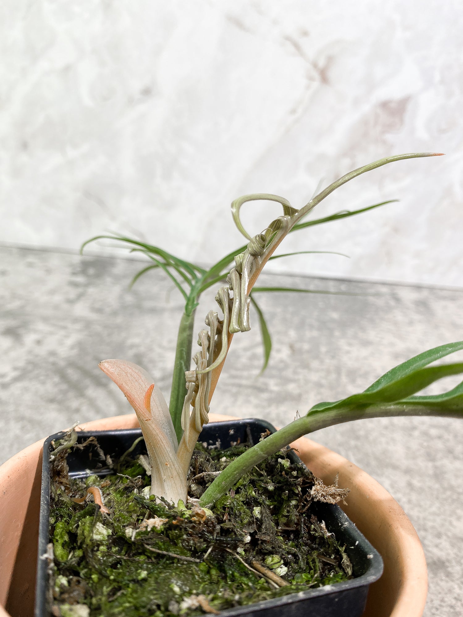 Philodendron Tortum 2 leaves 1 unfurling 1 sprout fully rooted