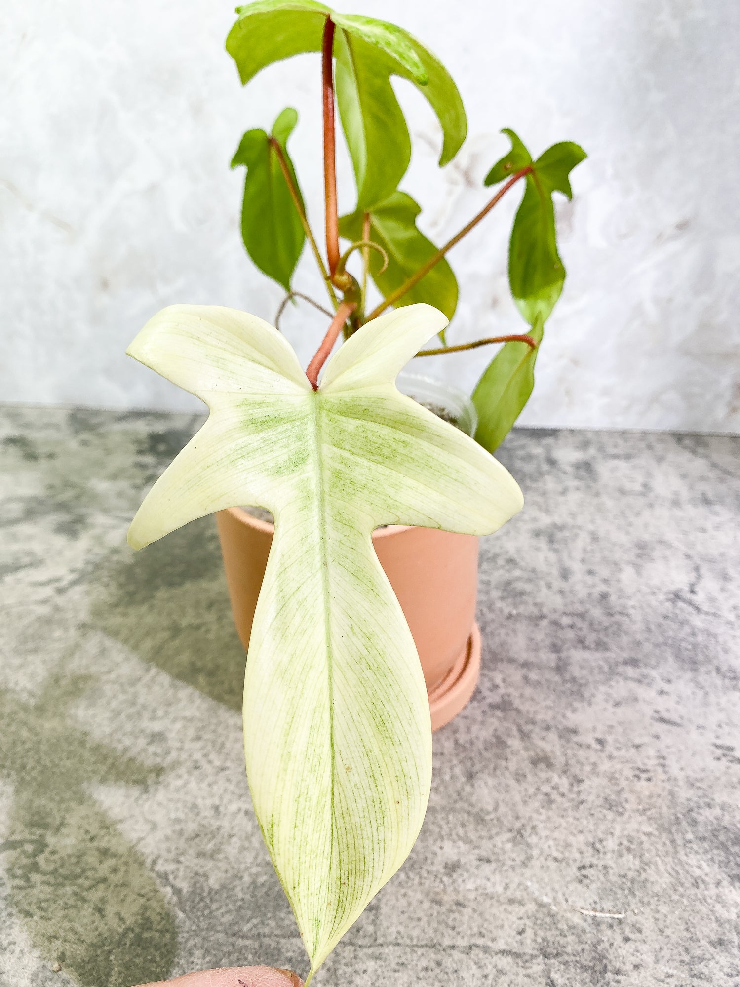 Philodendron Florida Ghost Mint Rooted 6 leaves
