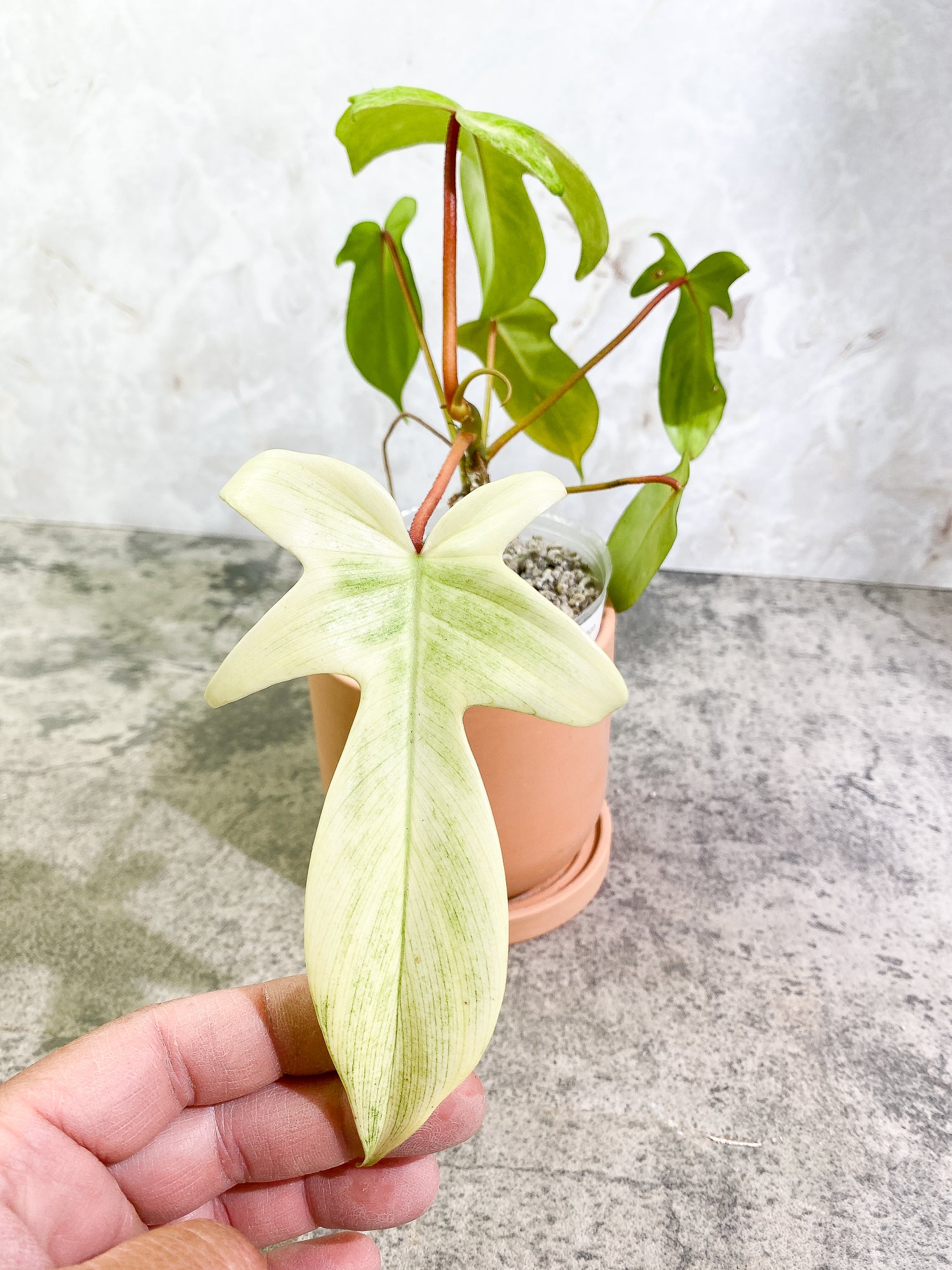 Philodendron Florida Ghost Mint Rooted 6 leaves