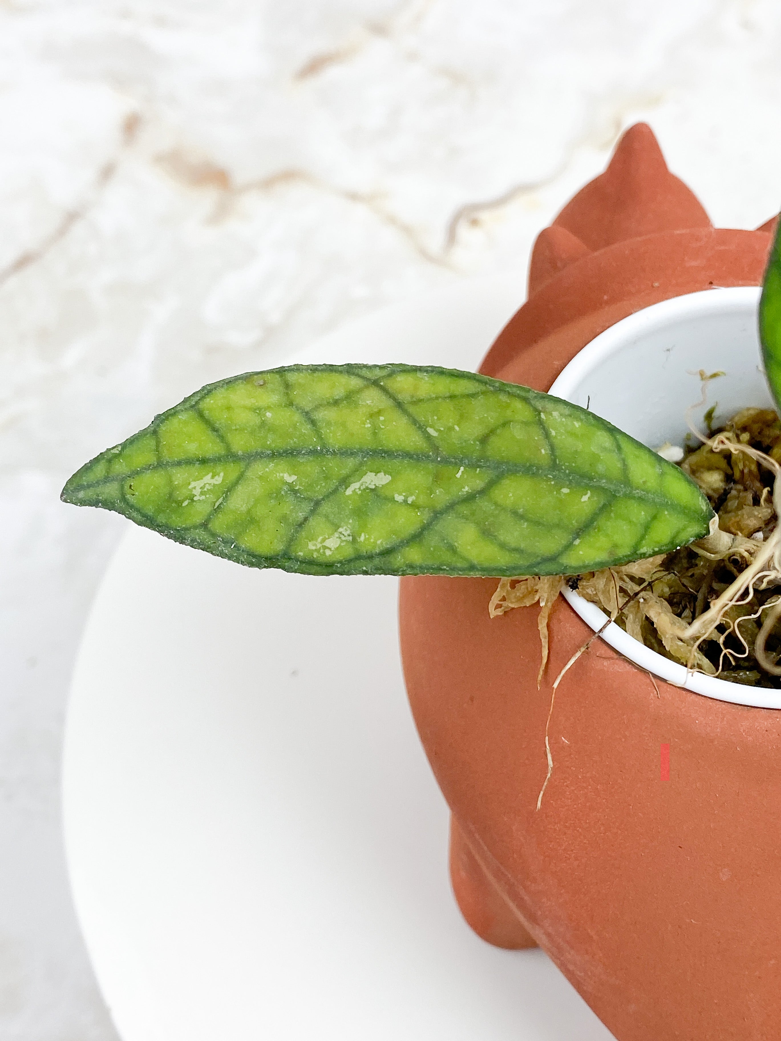 Hoya Finlaysonii sunstressing rooted 3 leaves