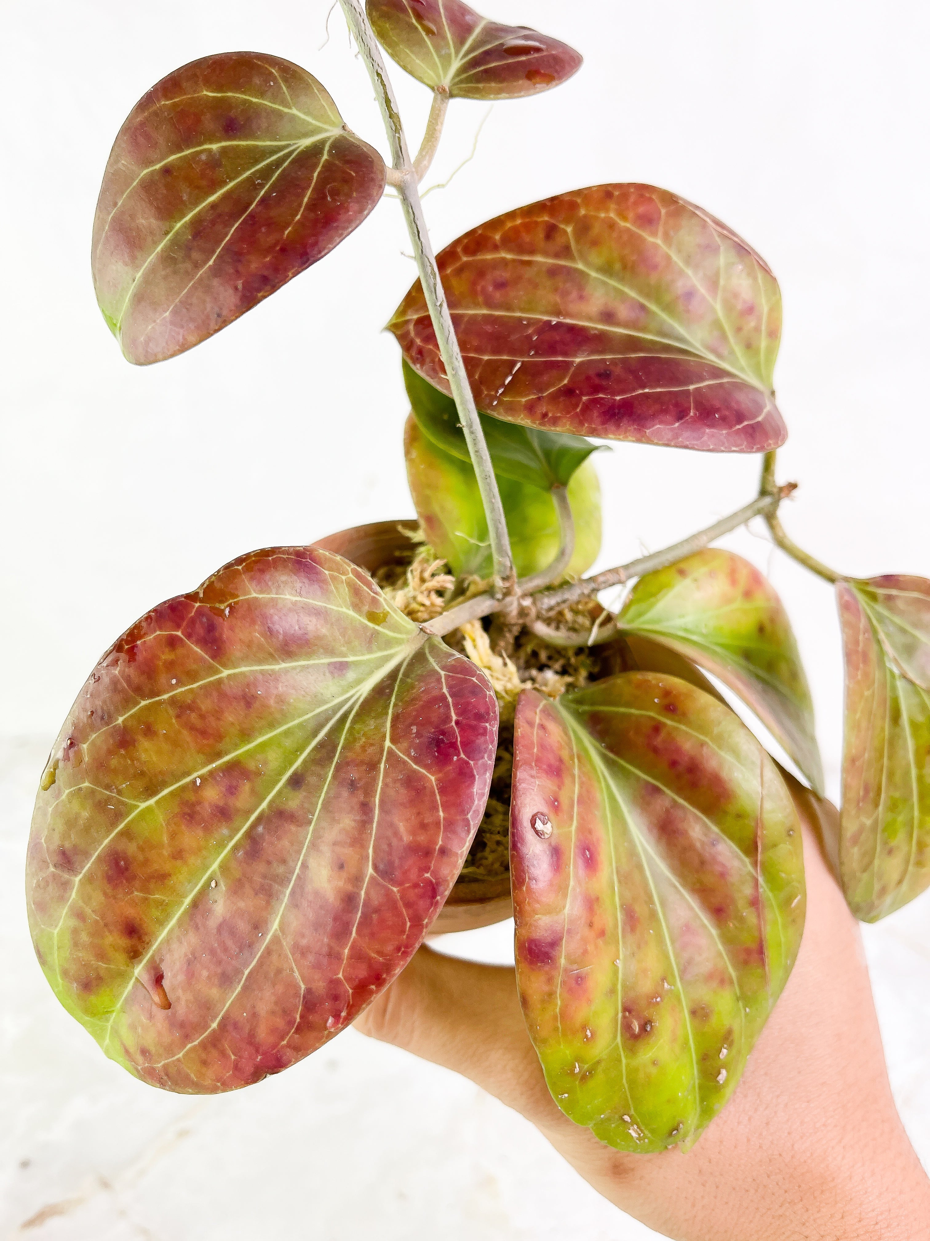 Hoya png sv 432 1 leaf Slightly Rooted