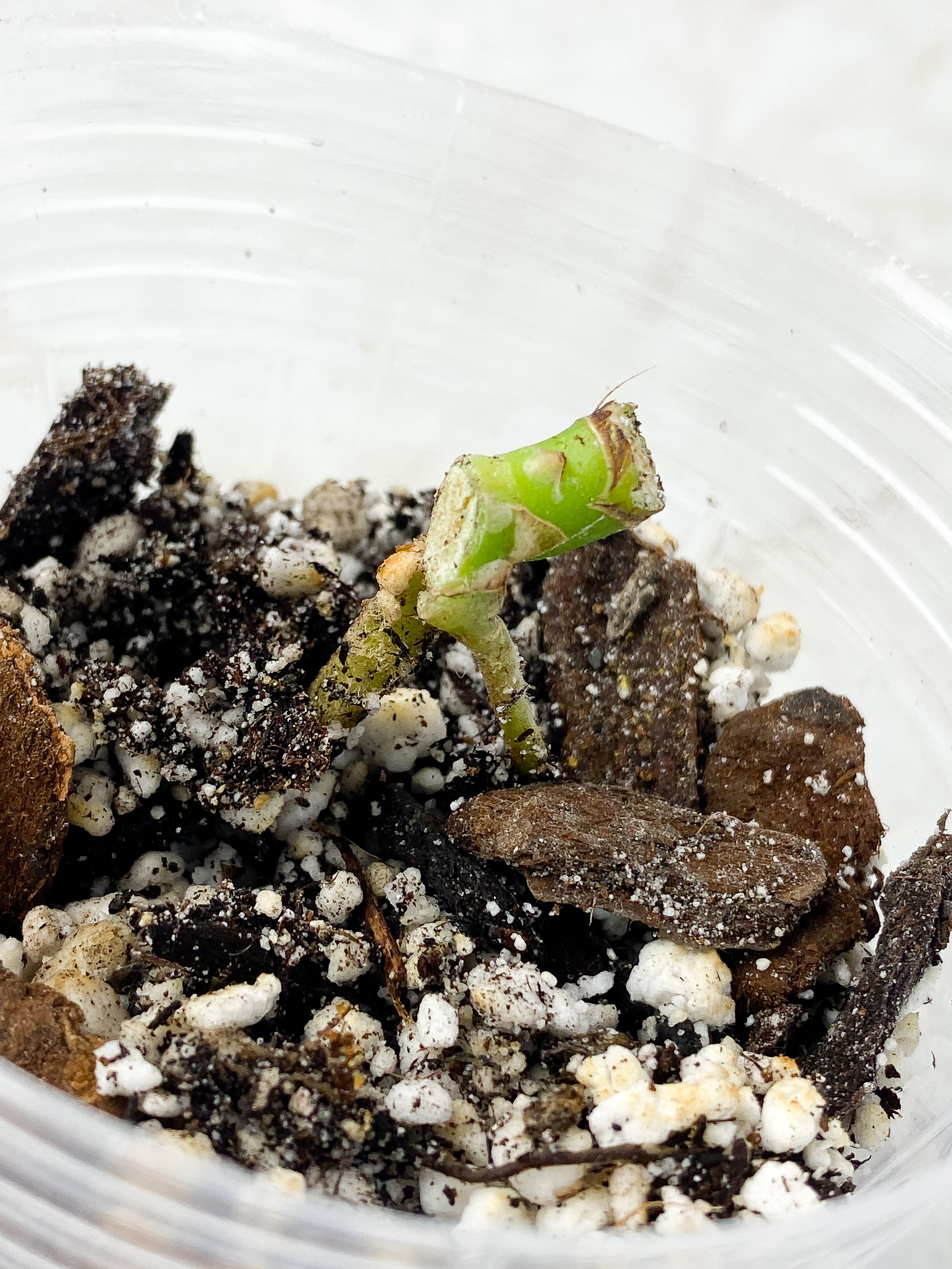 Anthurium Forgetii x Crystallinum 1 node, Rooted
