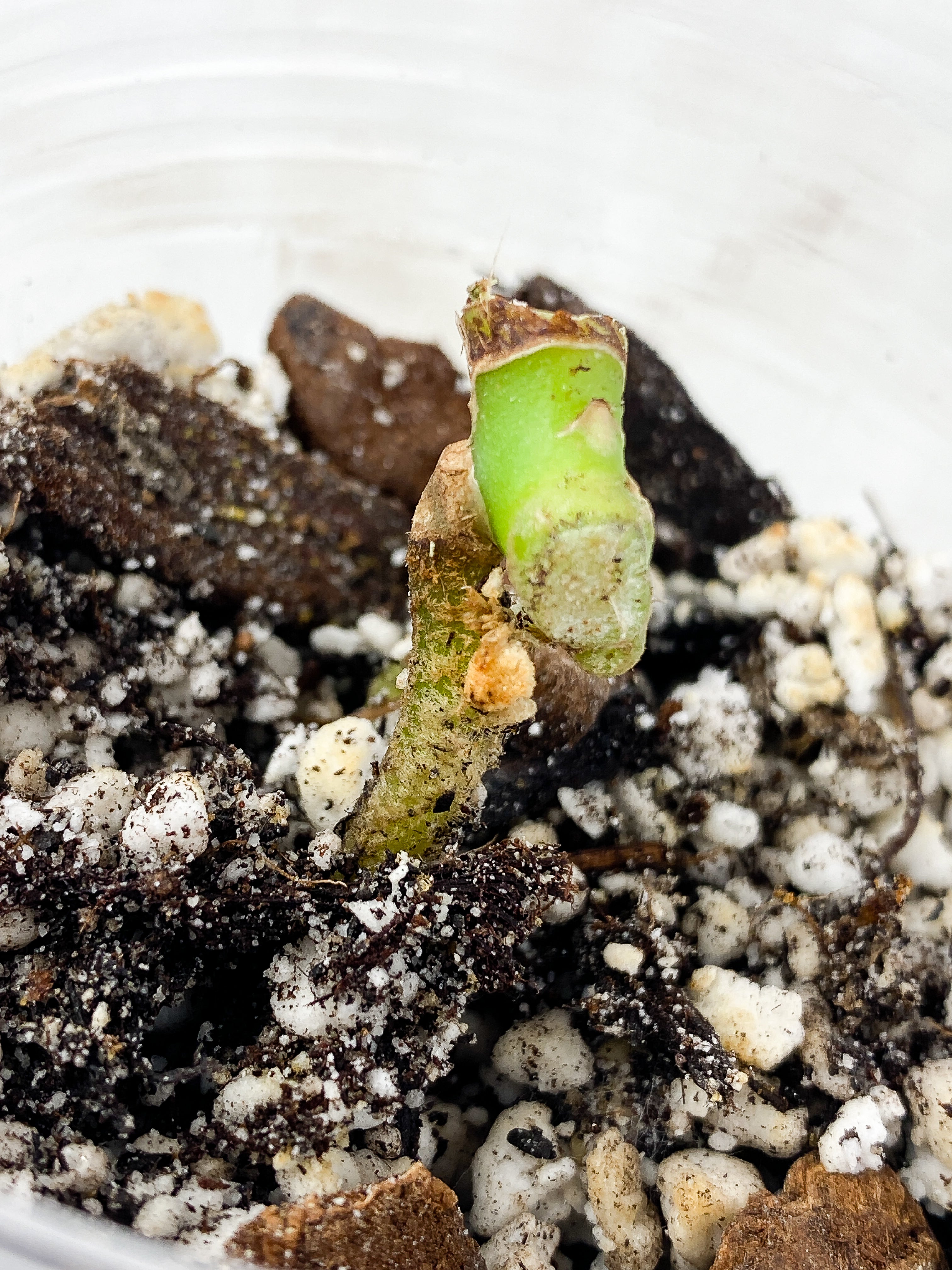 Anthurium Forgetii x Crystallinum 1 node, Rooted