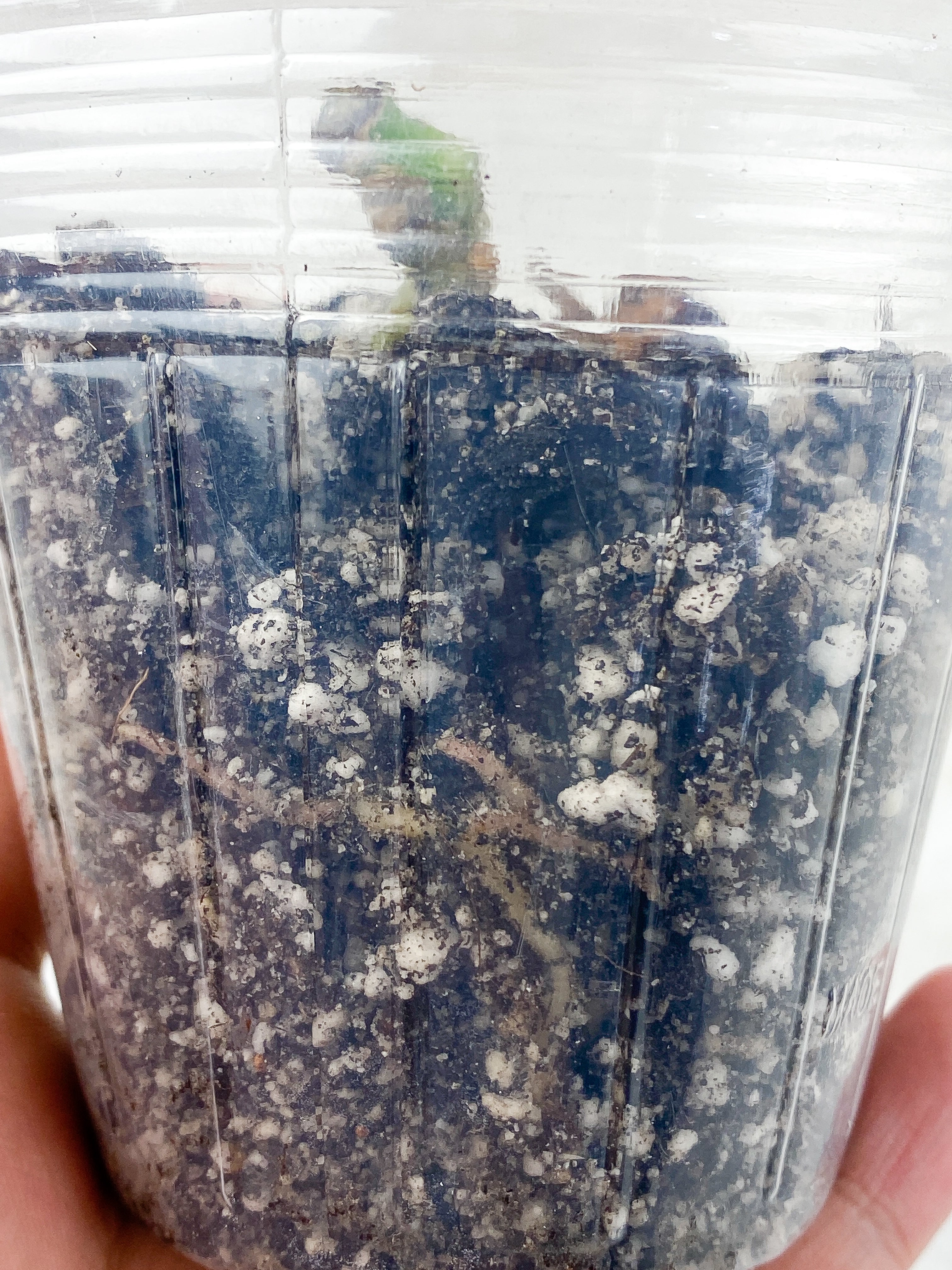 Anthurium Forgetii x Crystallinum 1 node, Rooted