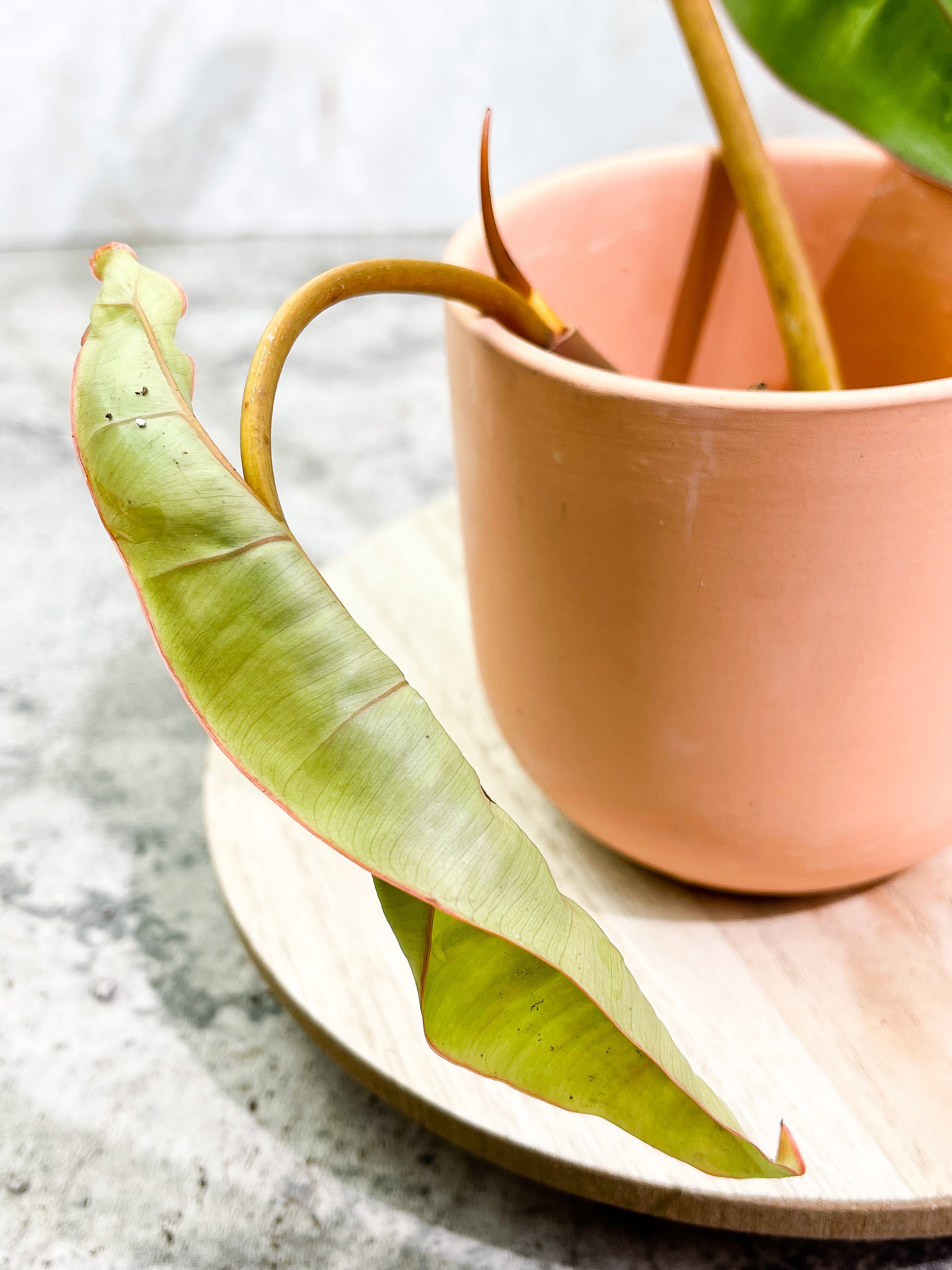 Philodendron Billietiae cutting with 2 leaves and 1 sprout slightly rooted top cutting