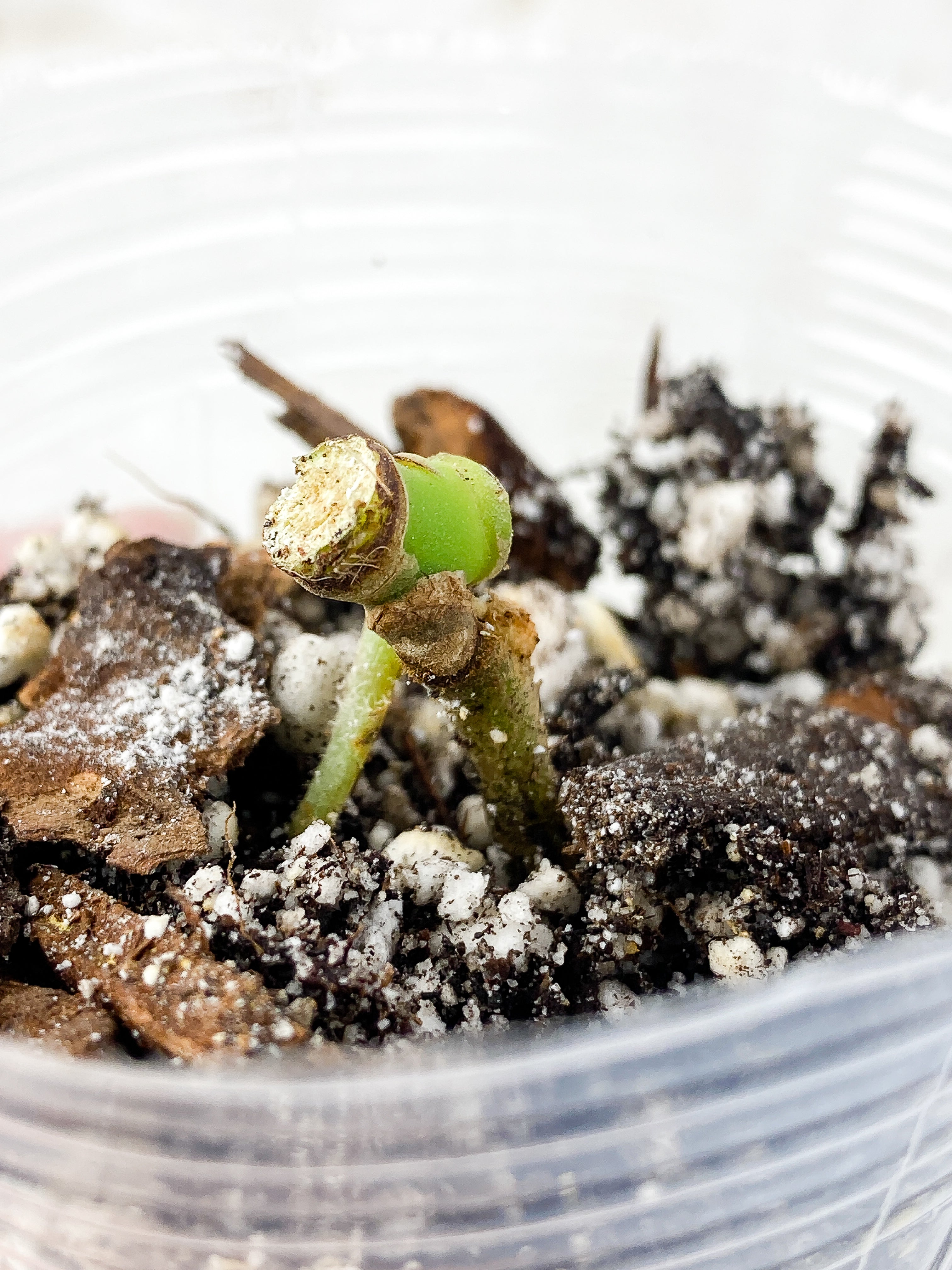 Anthurium Forgetii x Crystallinum 1 node, Rooted