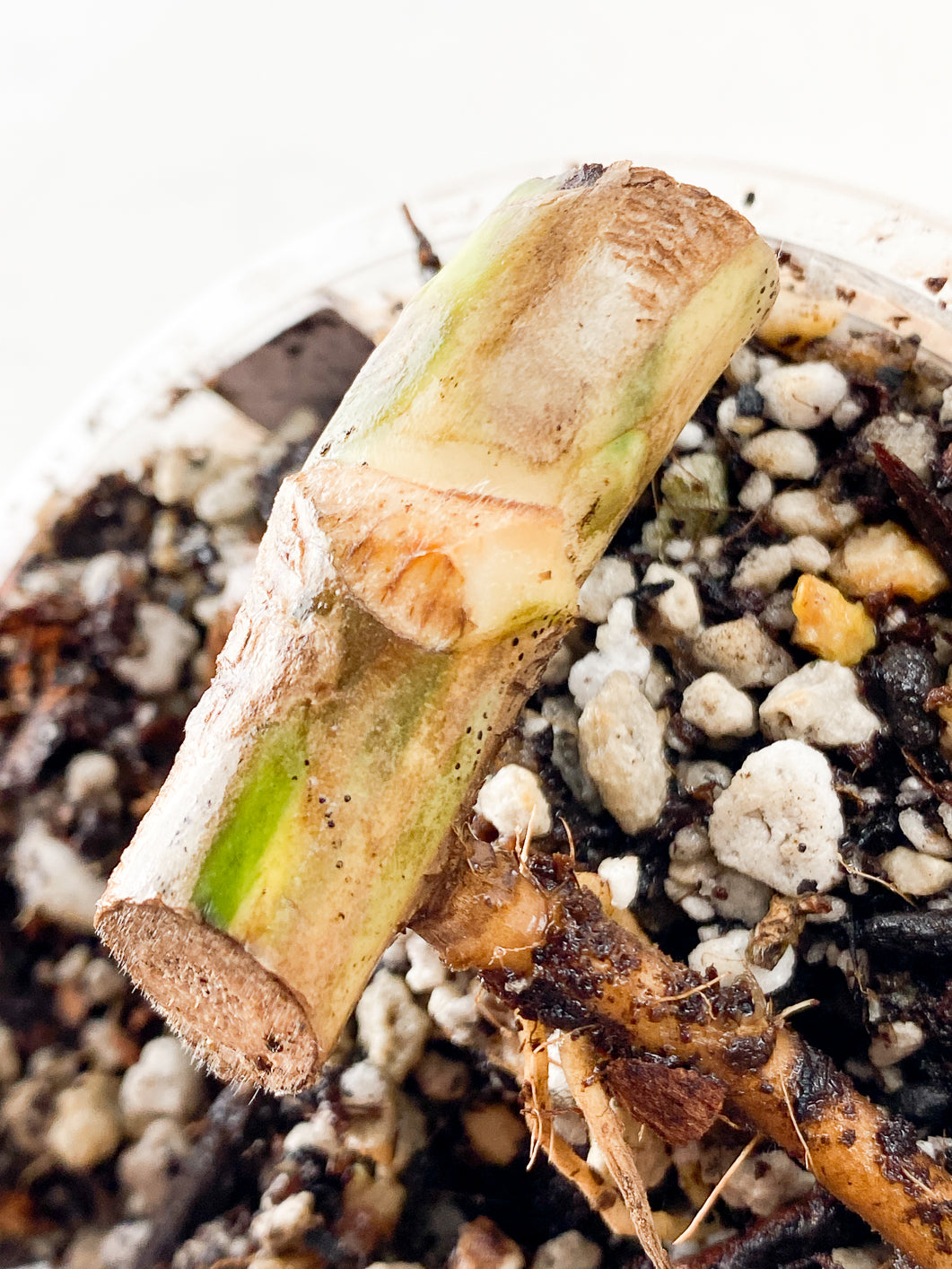 Monstera aurea tricolor Rooted node 1 growing bud