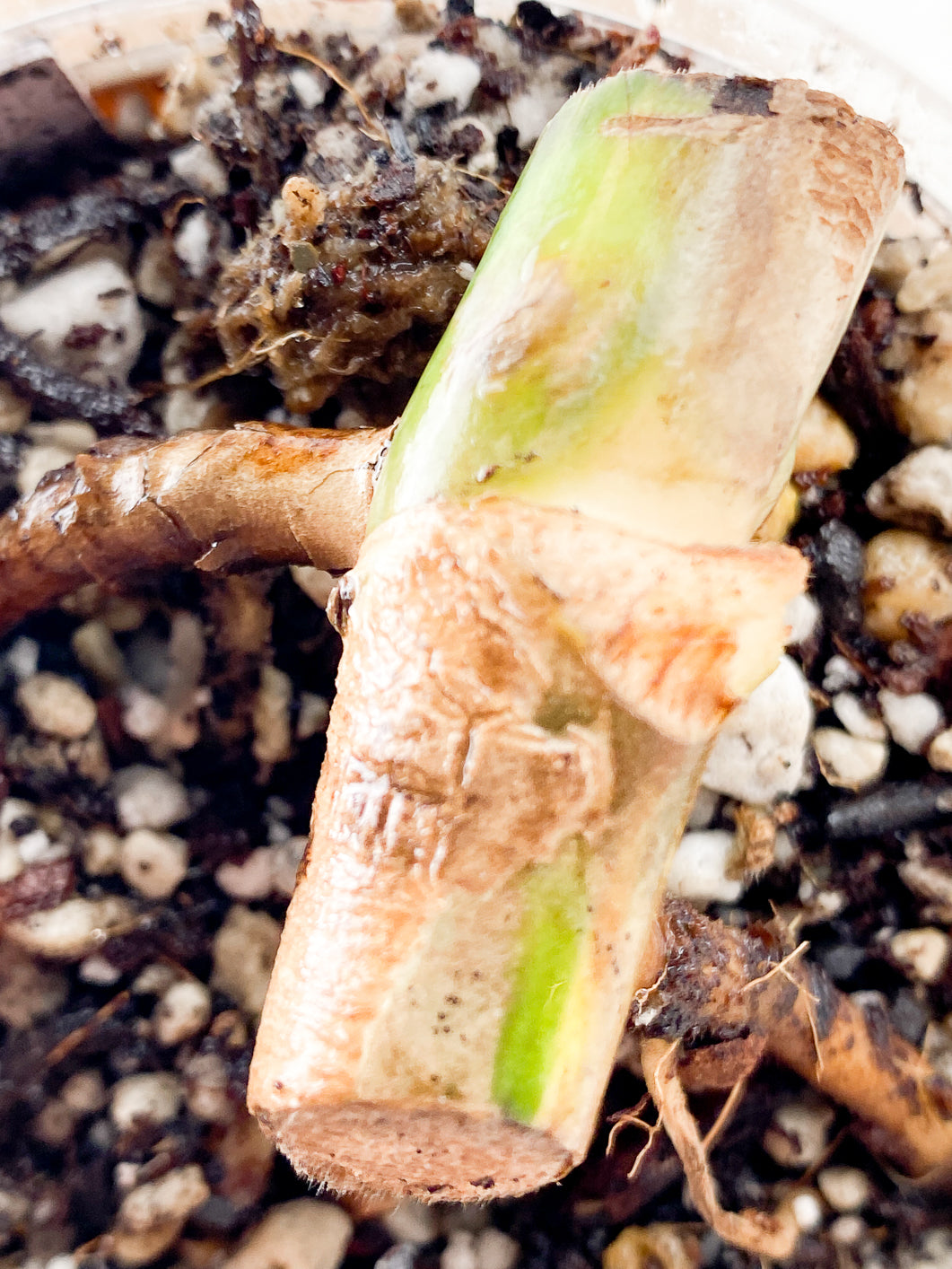 Monstera aurea tricolor Rooted node 1 growing bud