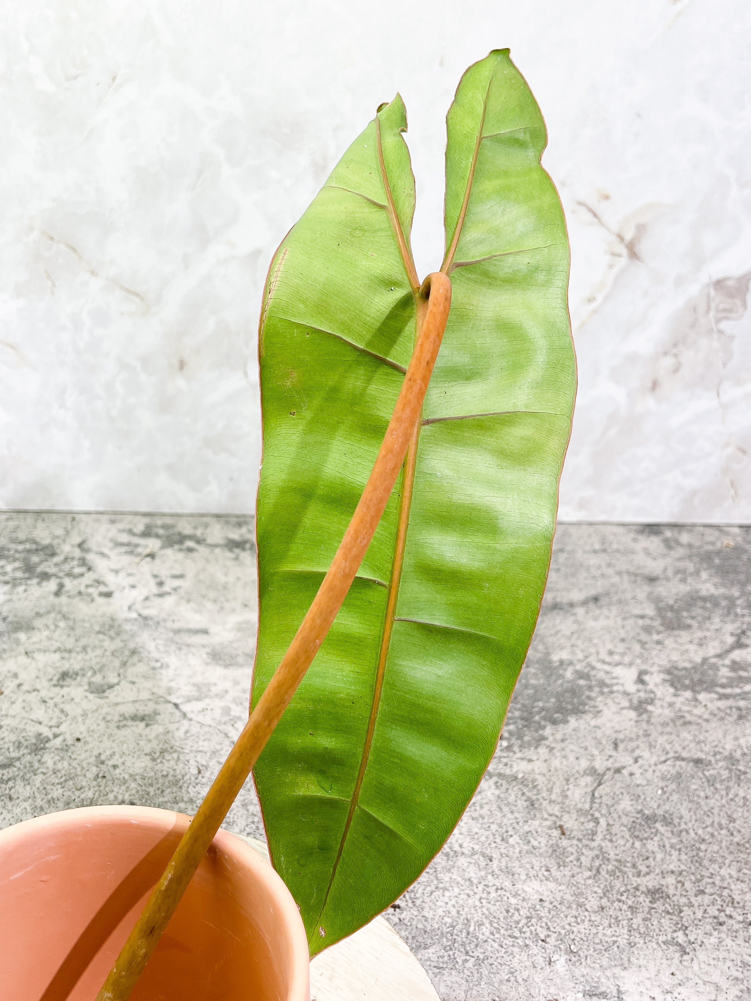 Philodendron Billietiae cutting with 2 leaves and 1 sprout slightly rooted top cutting