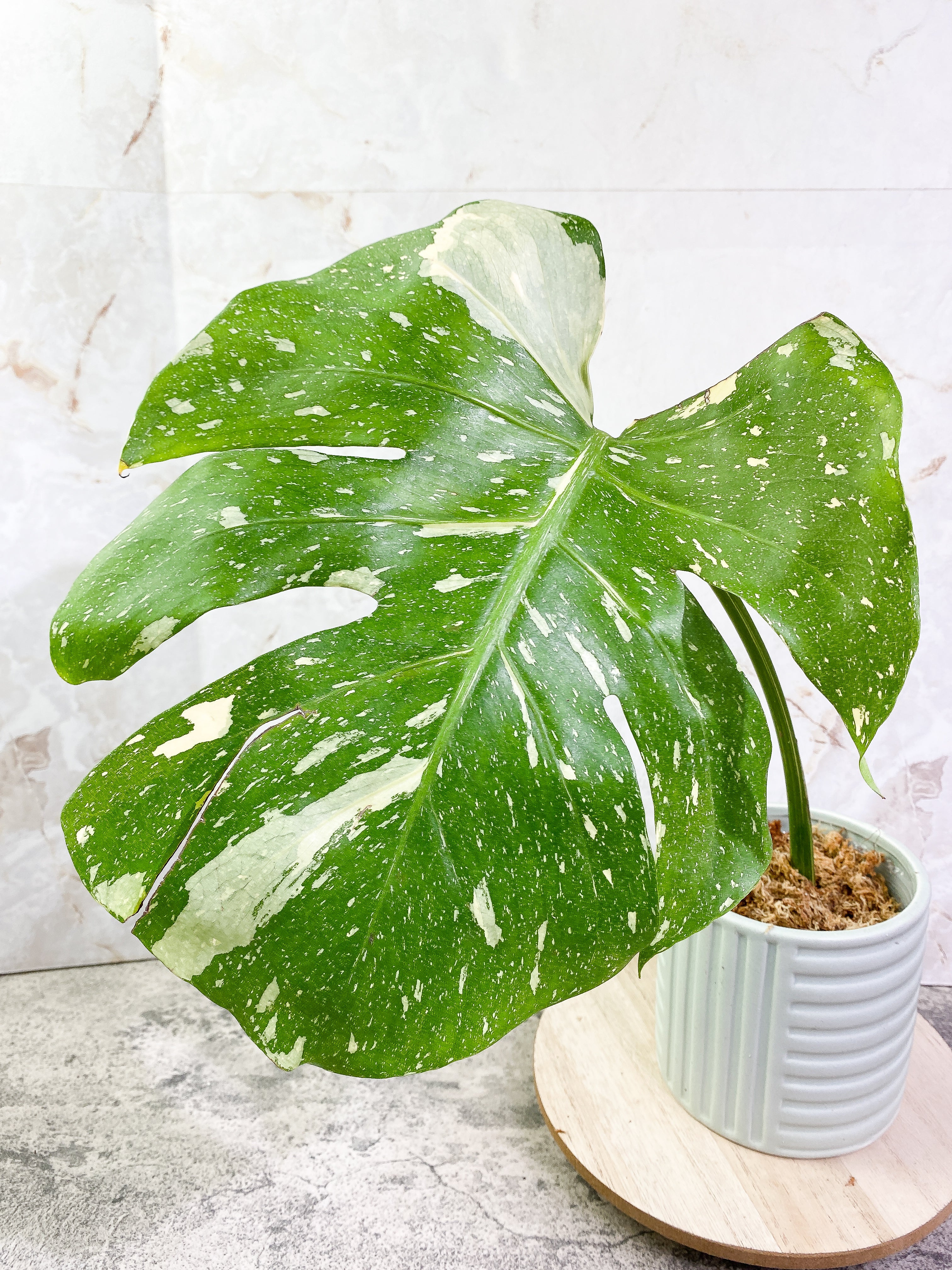 Monstera Thai Constellation 1 leaf Rooting Top Cutting