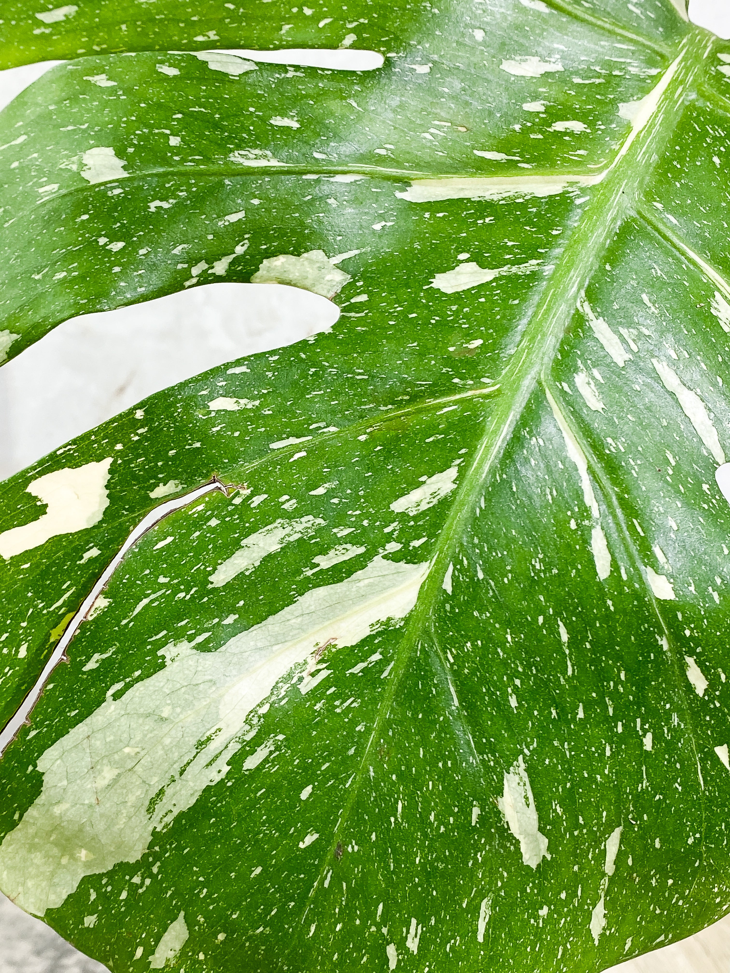 Monstera Thai Constellation 1 leaf Rooting Top Cutting