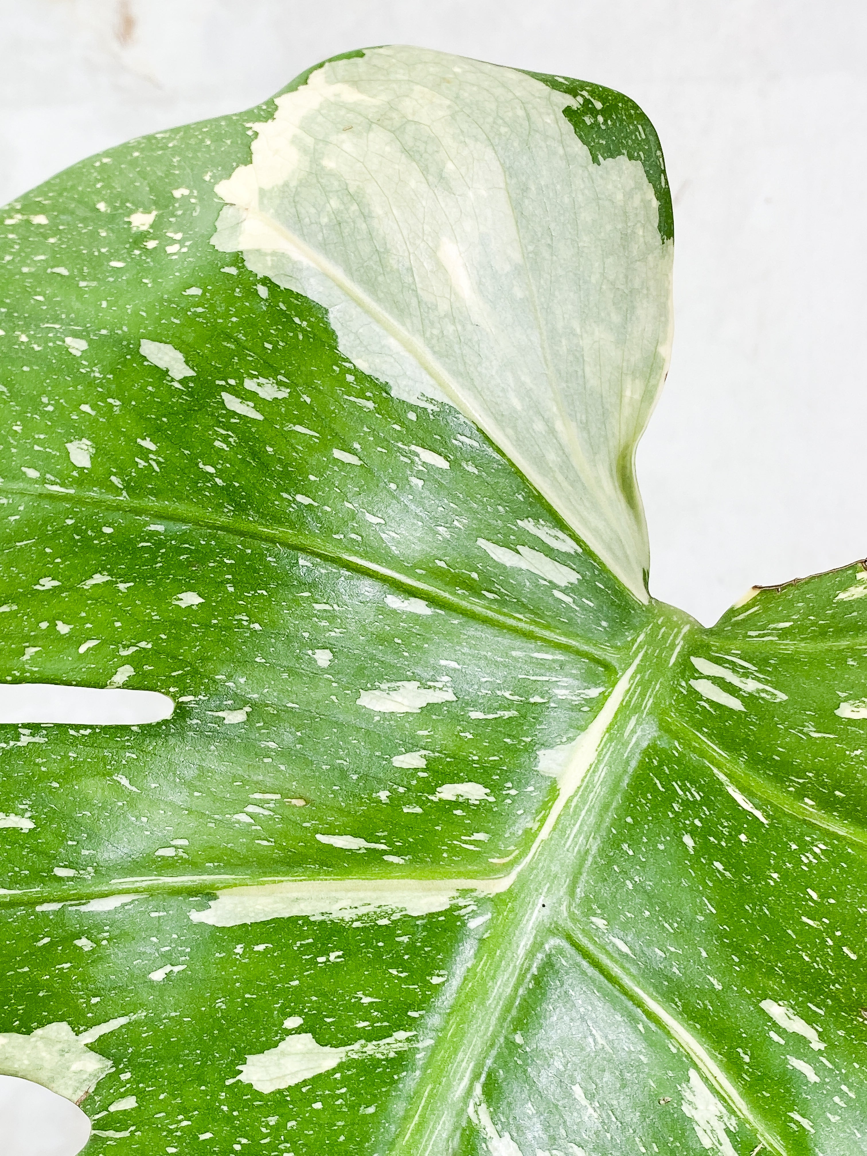 Monstera Thai Constellation 1 leaf Rooting Top Cutting