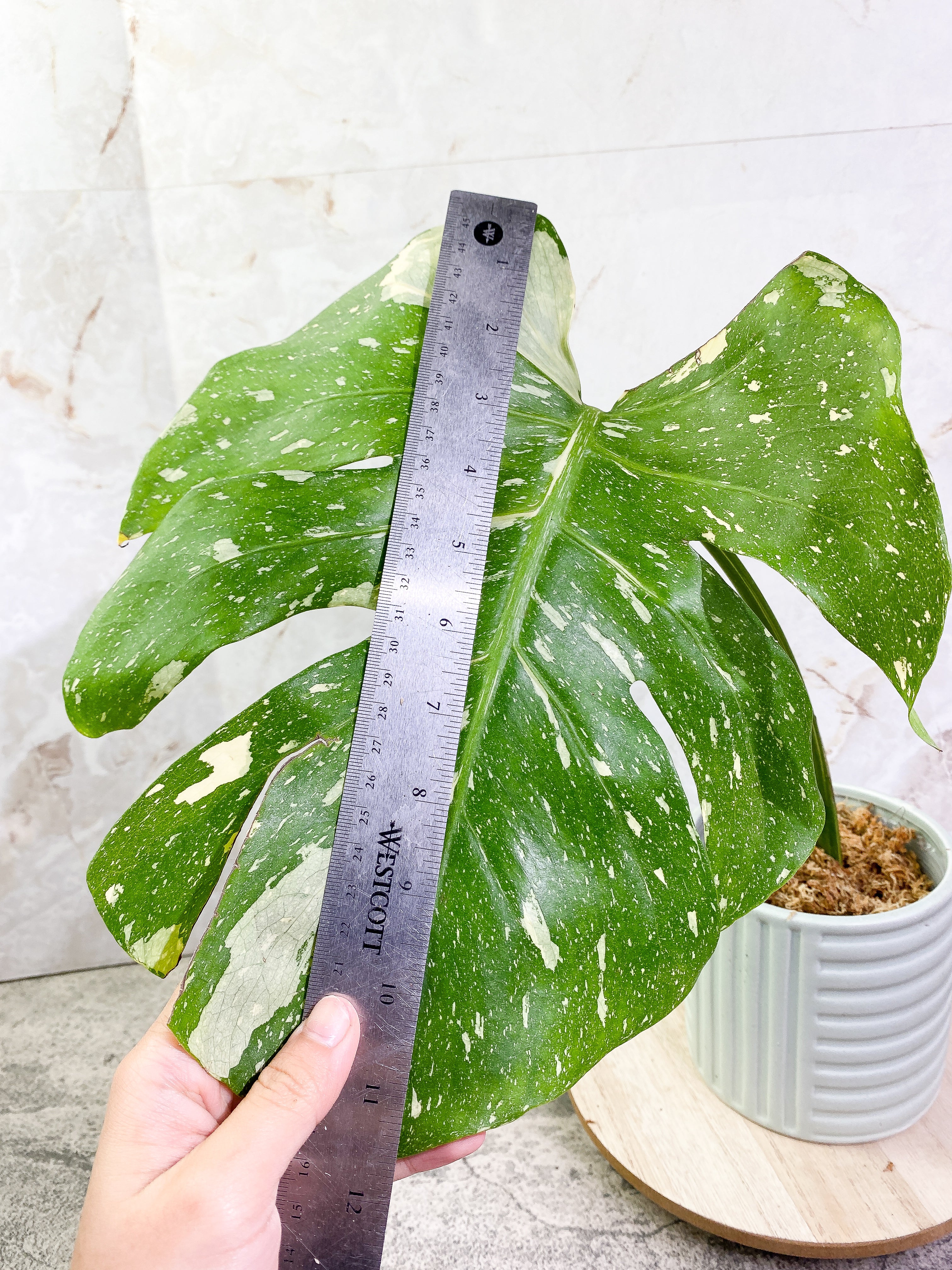 Monstera Thai Constellation 1 leaf Rooting Top Cutting
