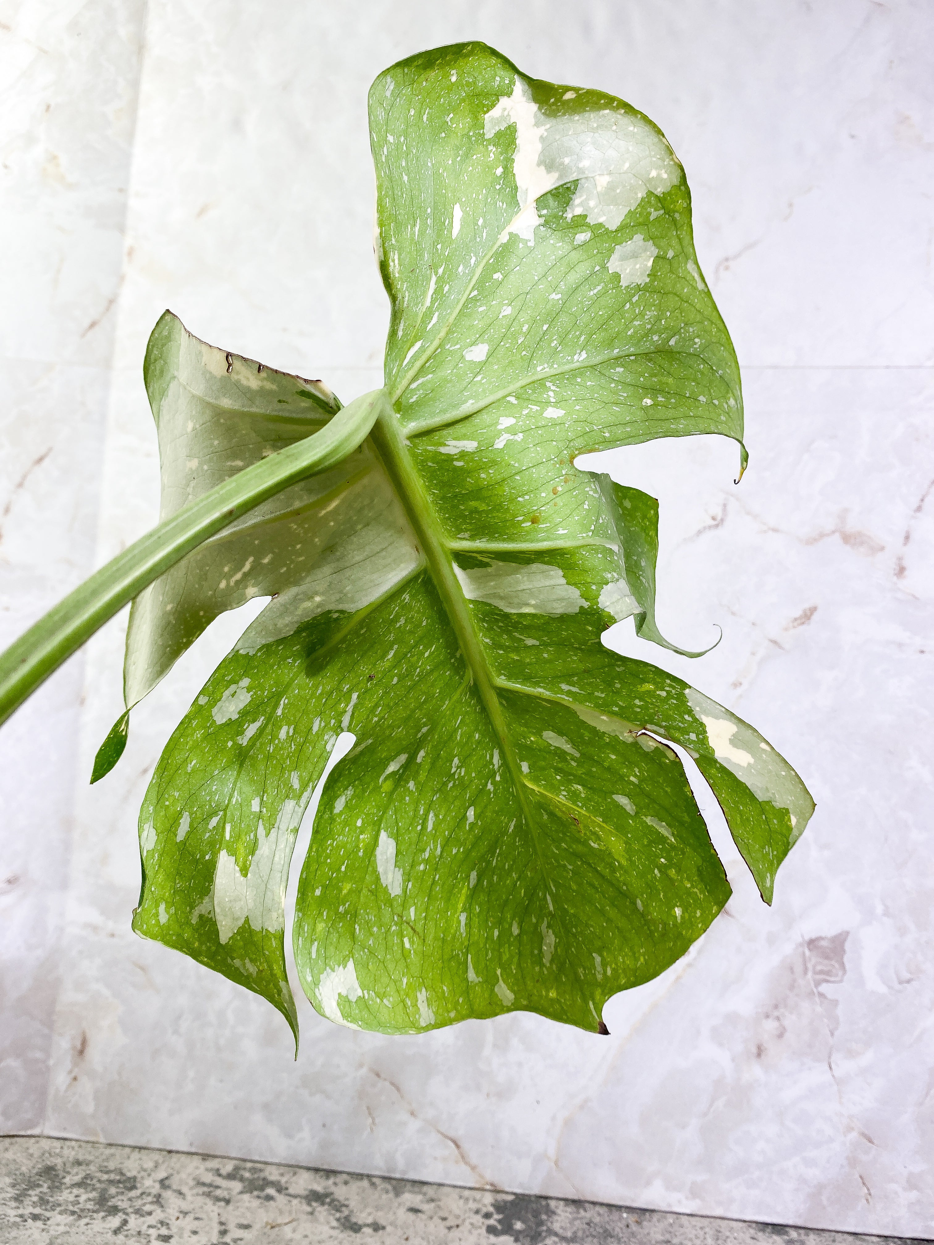 Monstera Thai Constellation 1 leaf Rooting Top Cutting