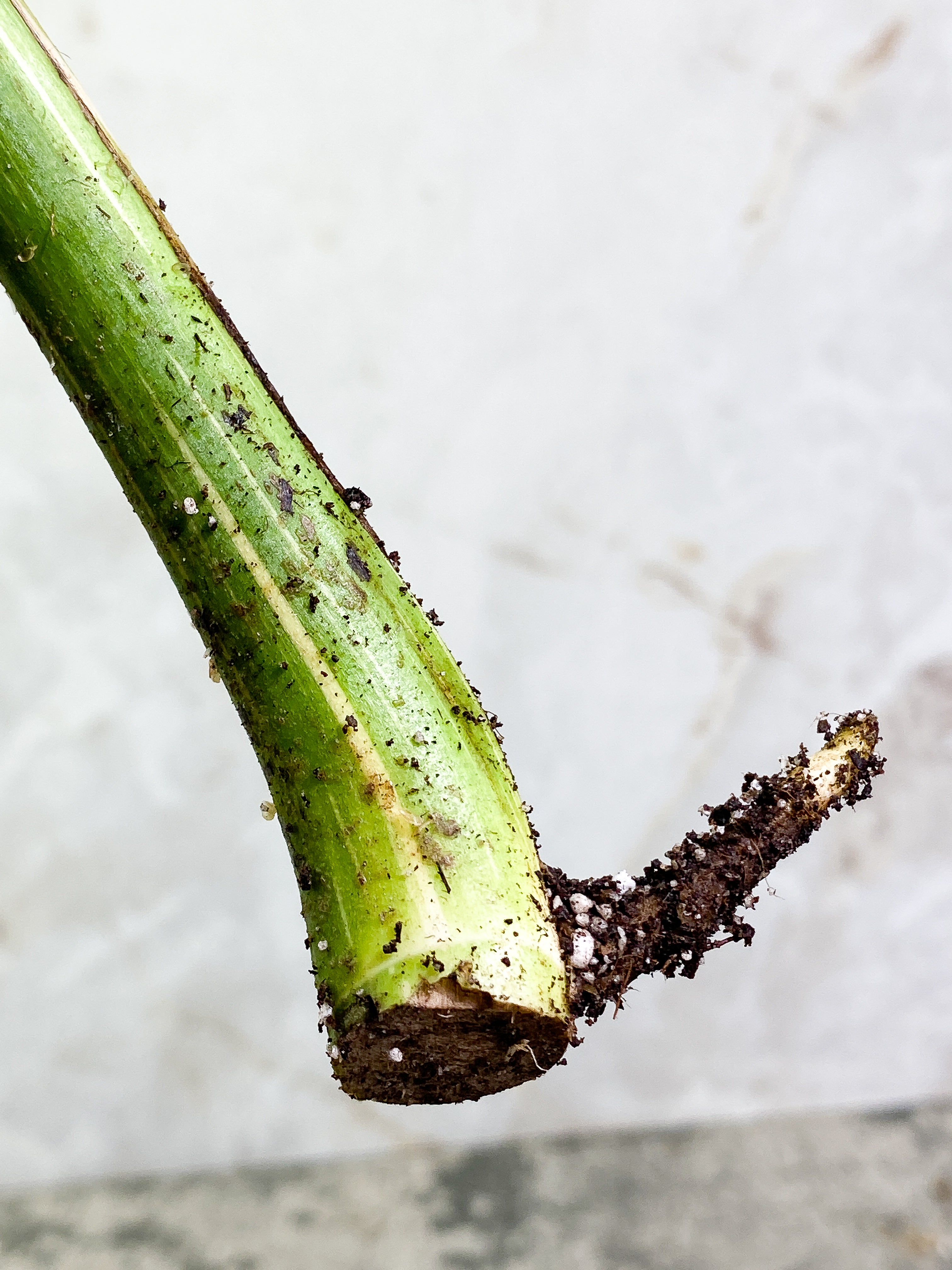 Monstera Thai Constellation 1 leaf Rooting Top Cutting