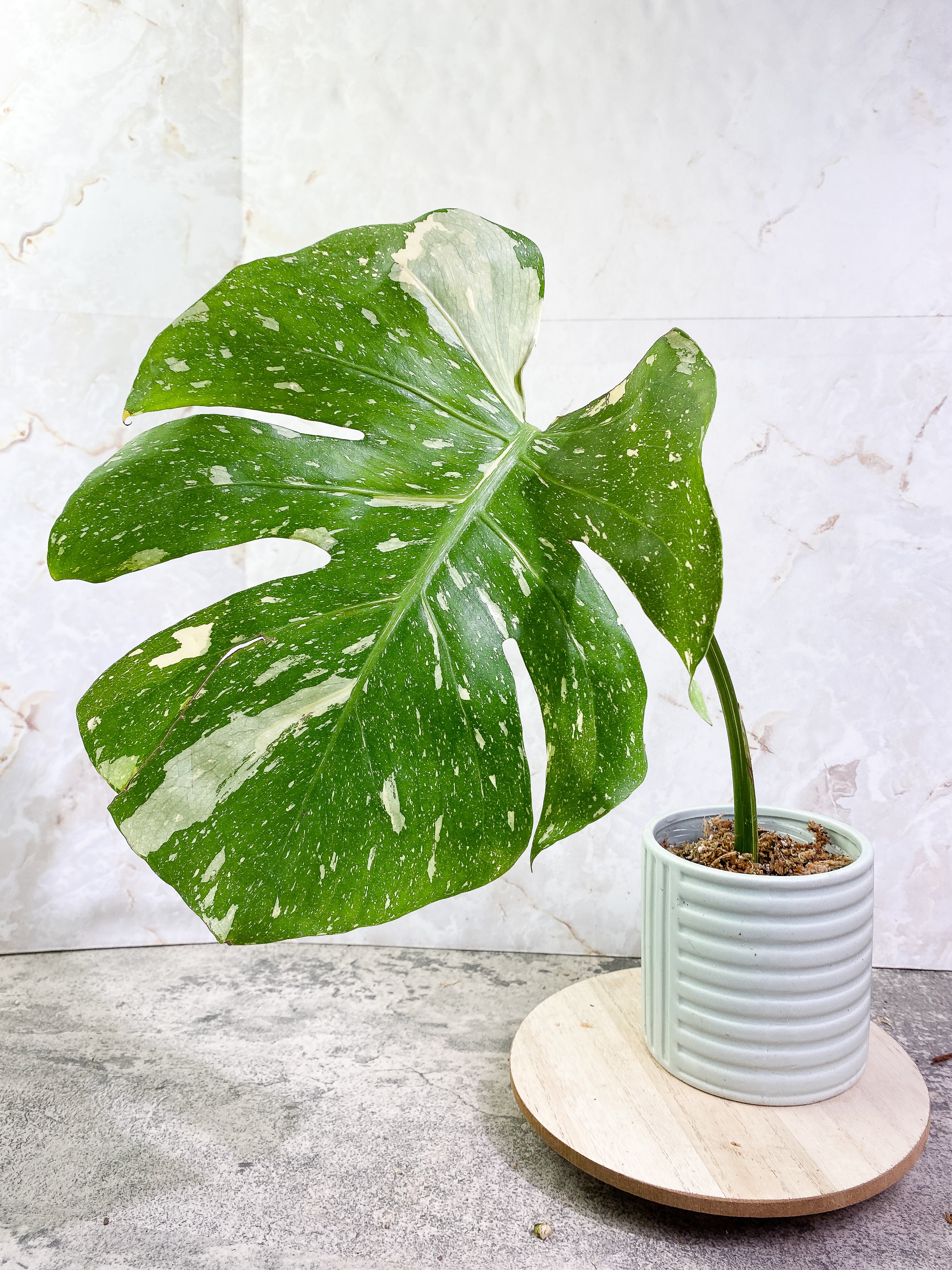 Monstera Thai Constellation 1 leaf Rooting Top Cutting