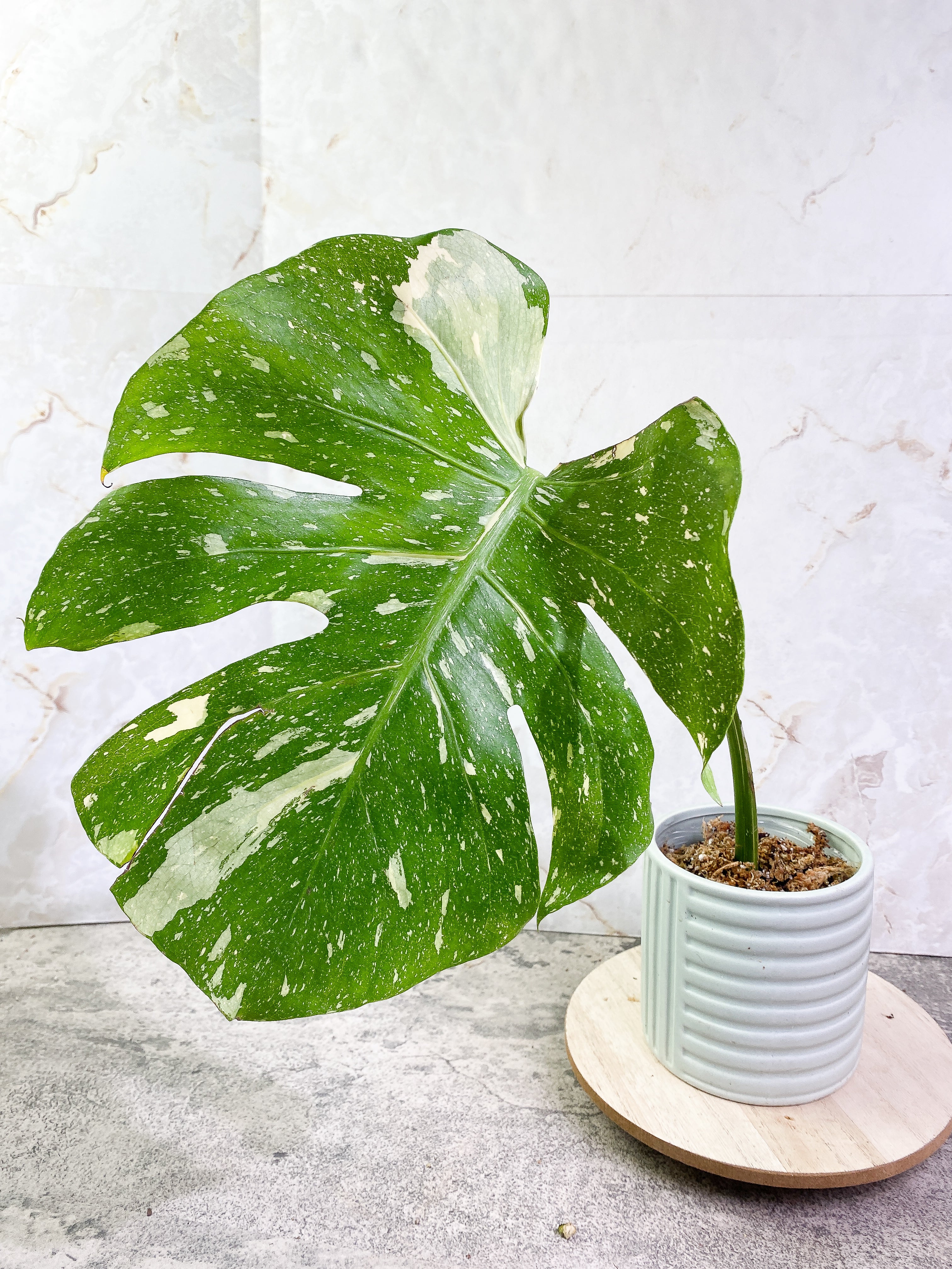 Monstera Thai Constellation 1 leaf Rooting Top Cutting