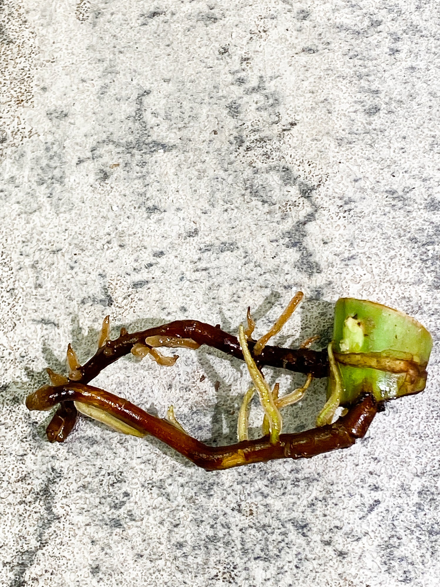 Philodendron Jose Buono 1growing bud Slightly Rooted node