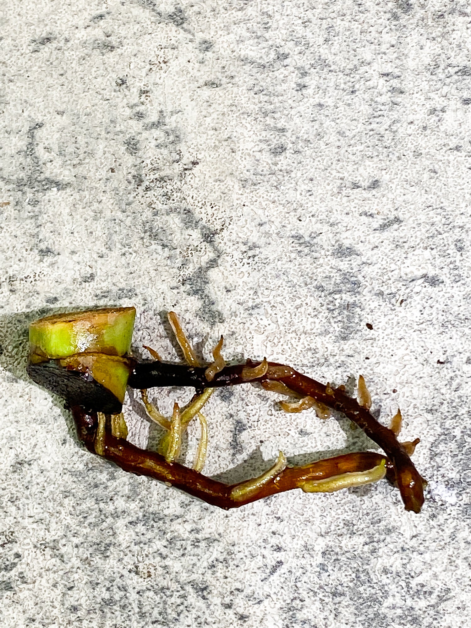 Philodendron Jose Buono 1growing bud Slightly Rooted node